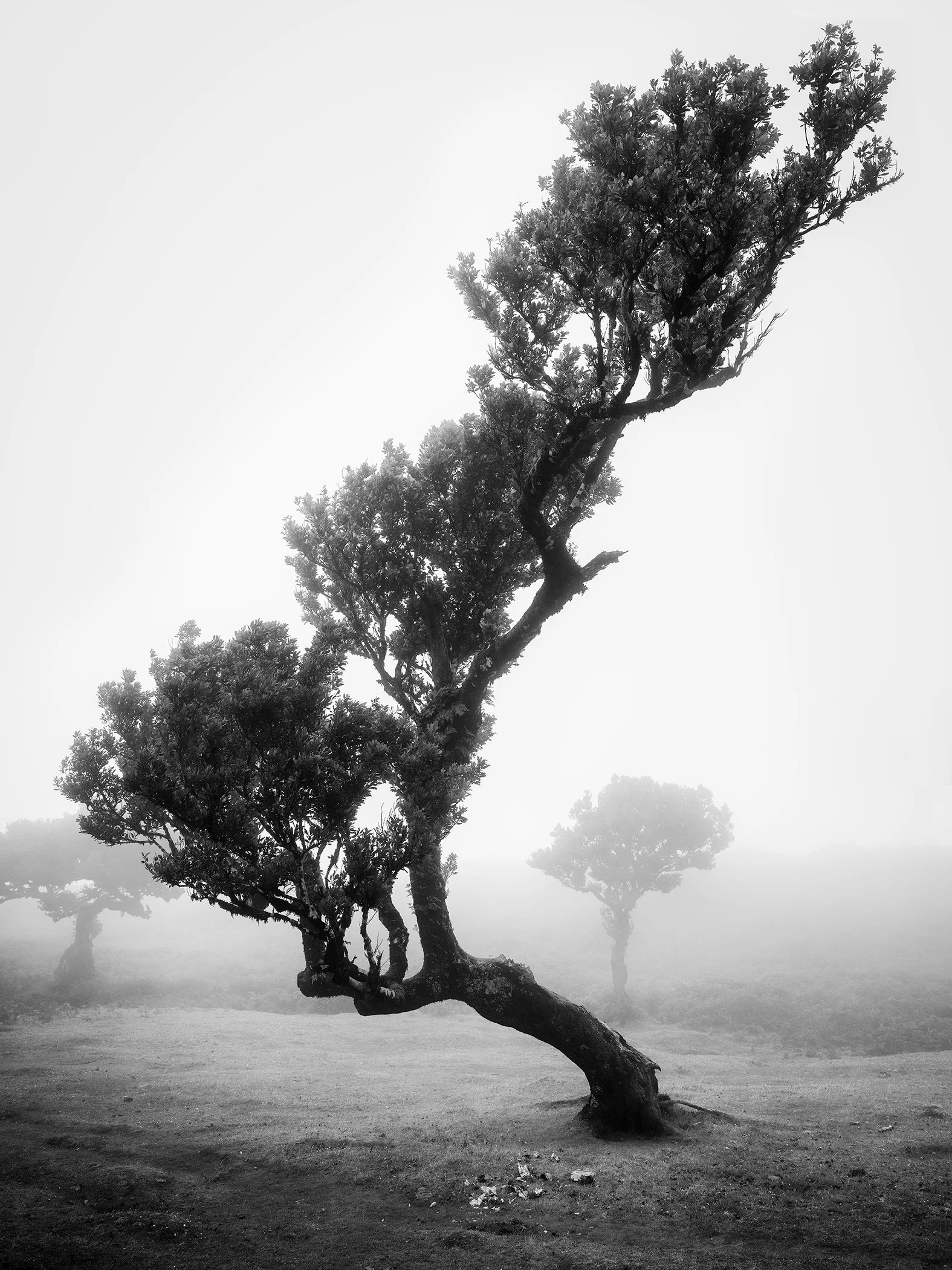 Atmospheric black-and-white landscape of a solitary windswept tree in Madeira’s misty laurisilva forest, with fog drifting through the trees.