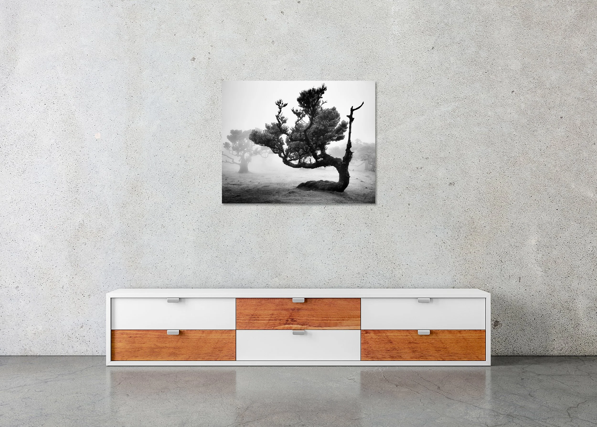 Ancient Laurisilva Forest, Study 12 – frameless black-and-white photograph on aluminium Dibond displayed in a minimalist interior.
