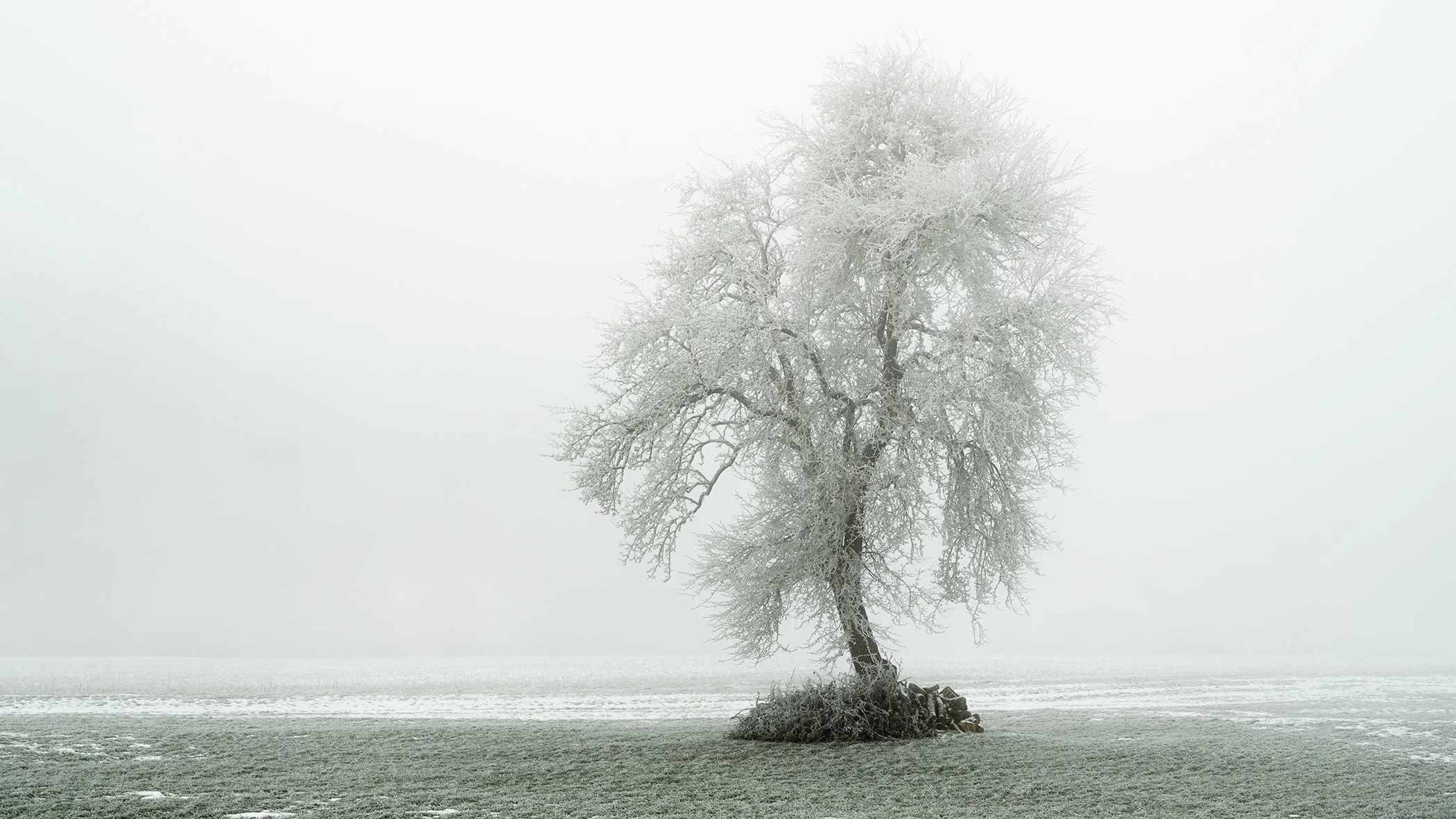 Tree with Hoar Frost Panorama Study 1, colour winter landscape photograph of a solitary hoar-frosted tree in misty Austria by Gerald Berghammer.