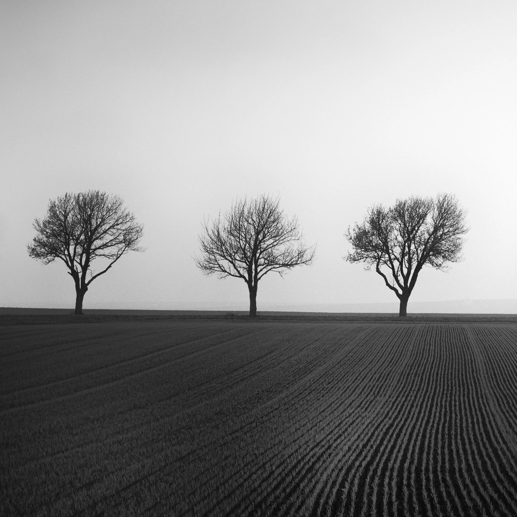 Close-up of Cherry Tree Avenue, Study 1, showing five leafless cherry trees and cultivated field lines by Gerald Berghammer.