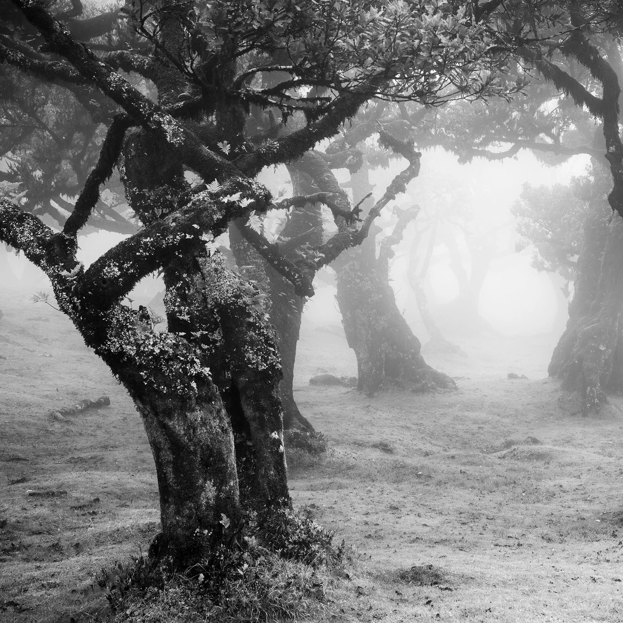 Detail of moss-covered laurel trunks in the black-and-white photograph Mystical Forest Clearing by Gerald Berghammer.
