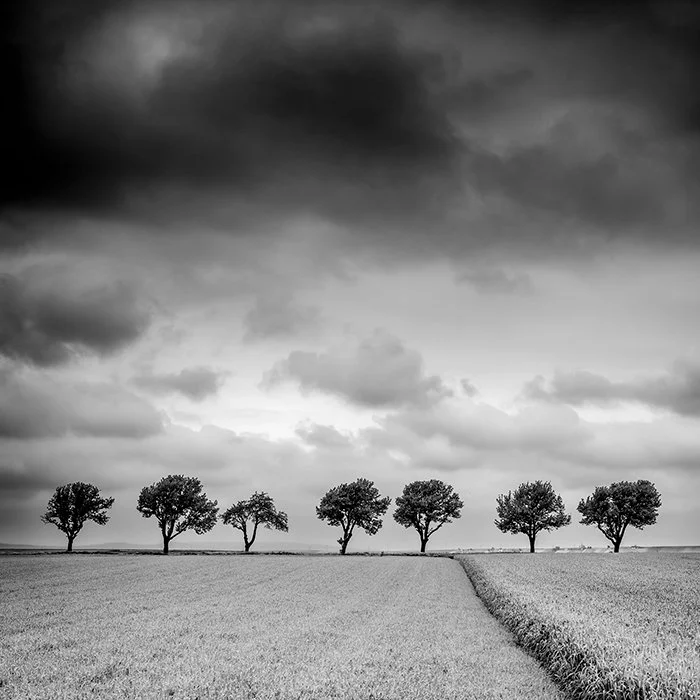 Trees at the Edge of a Field, Study 1 – Austria | Gerald Berghammer