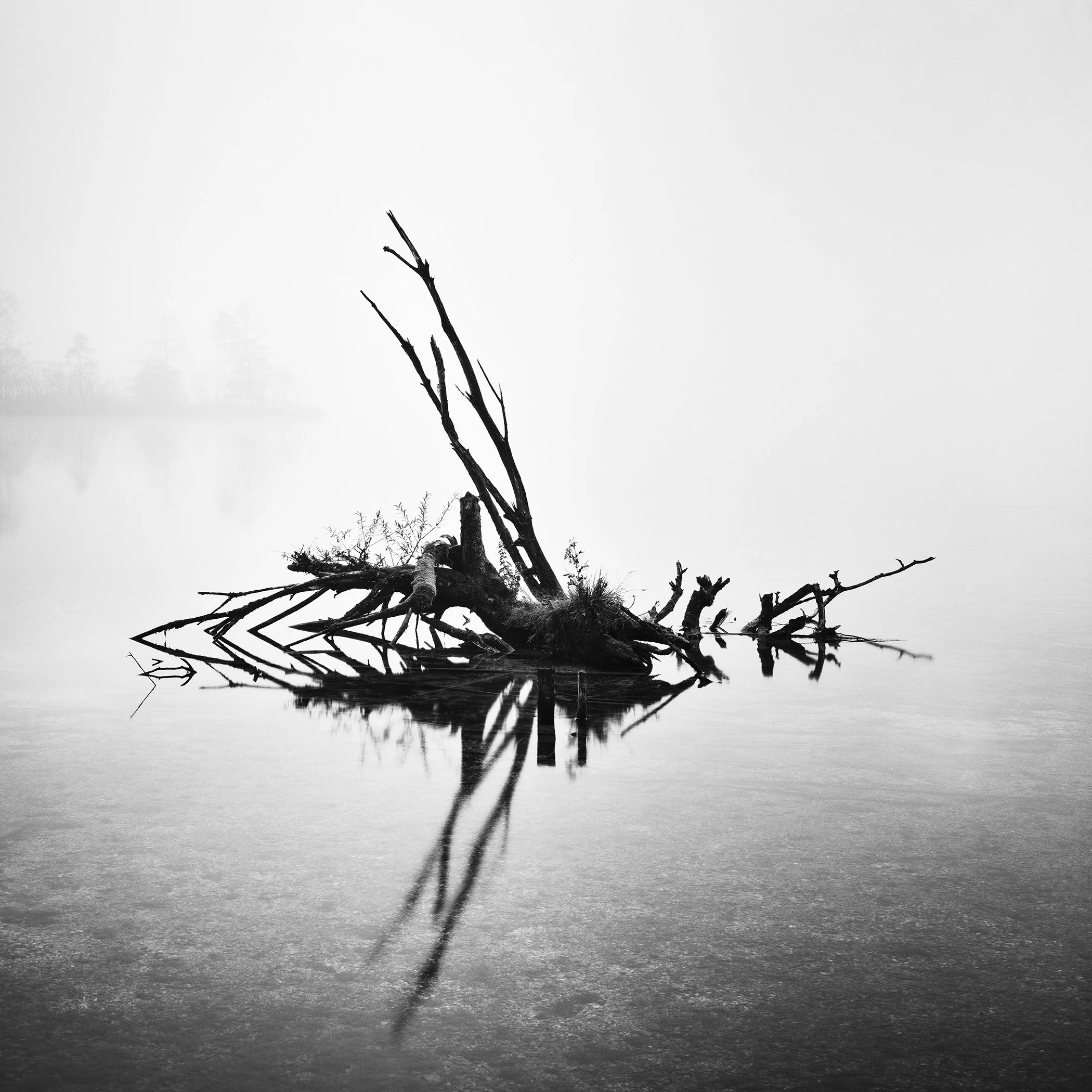 Fallen Tree Study 1 – minimalist black-and-white photograph of a fallen tree reflected in misty Almsee, Austria, by Gerald Berghammer.