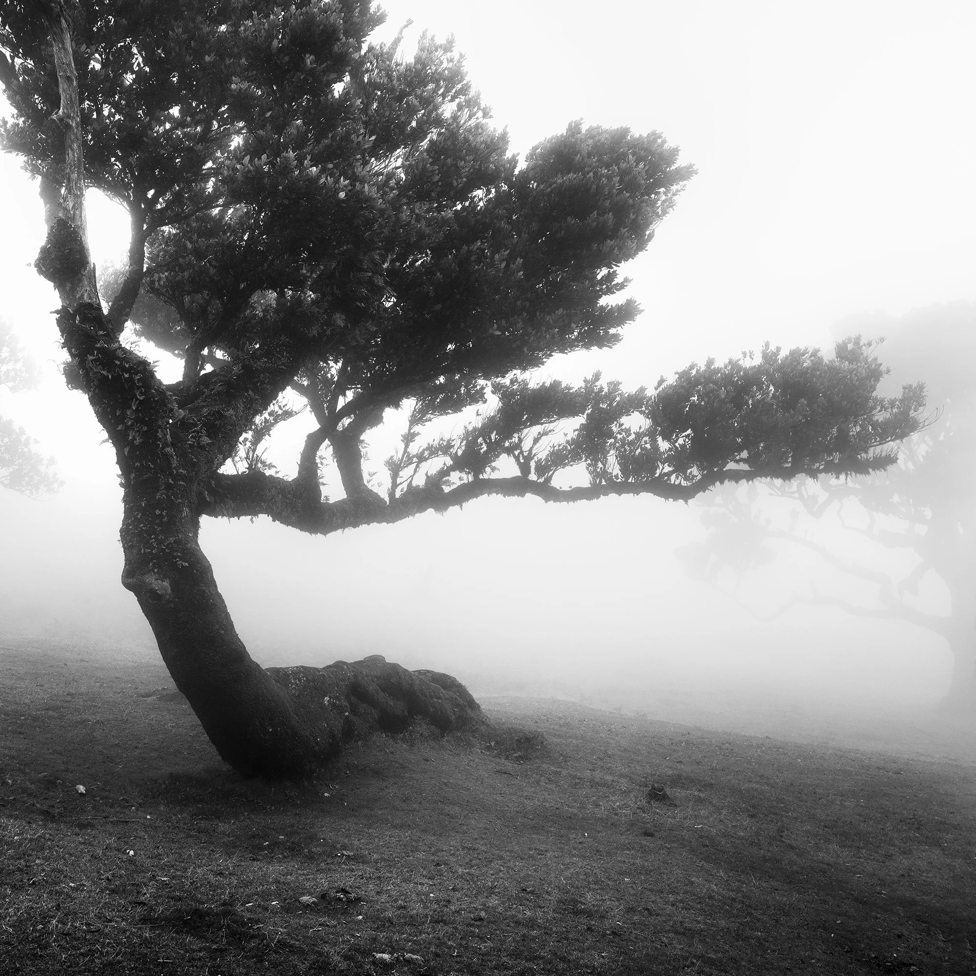 Detail of the horizontal branches and dark foliage of an ancient laurel tree in mist, photographed by Gerald Berghammer.
