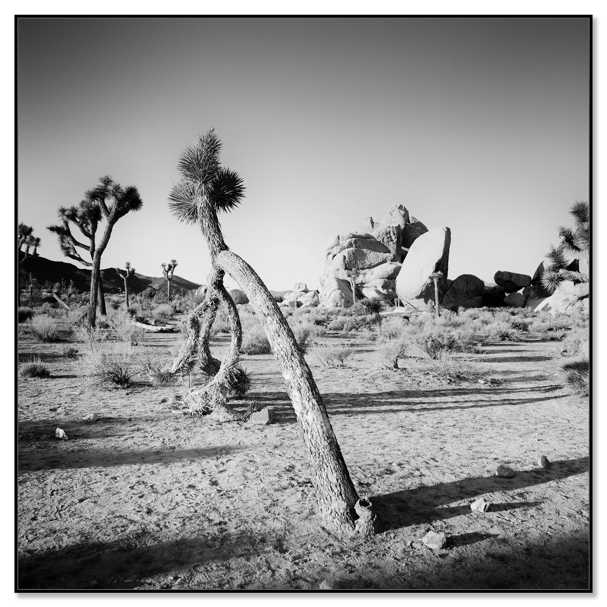 Gerald Berghammer - Black and white landscape photography. A desert scene with Joshua trees and large rock formations in California, USA. Chromaluxe framed black
