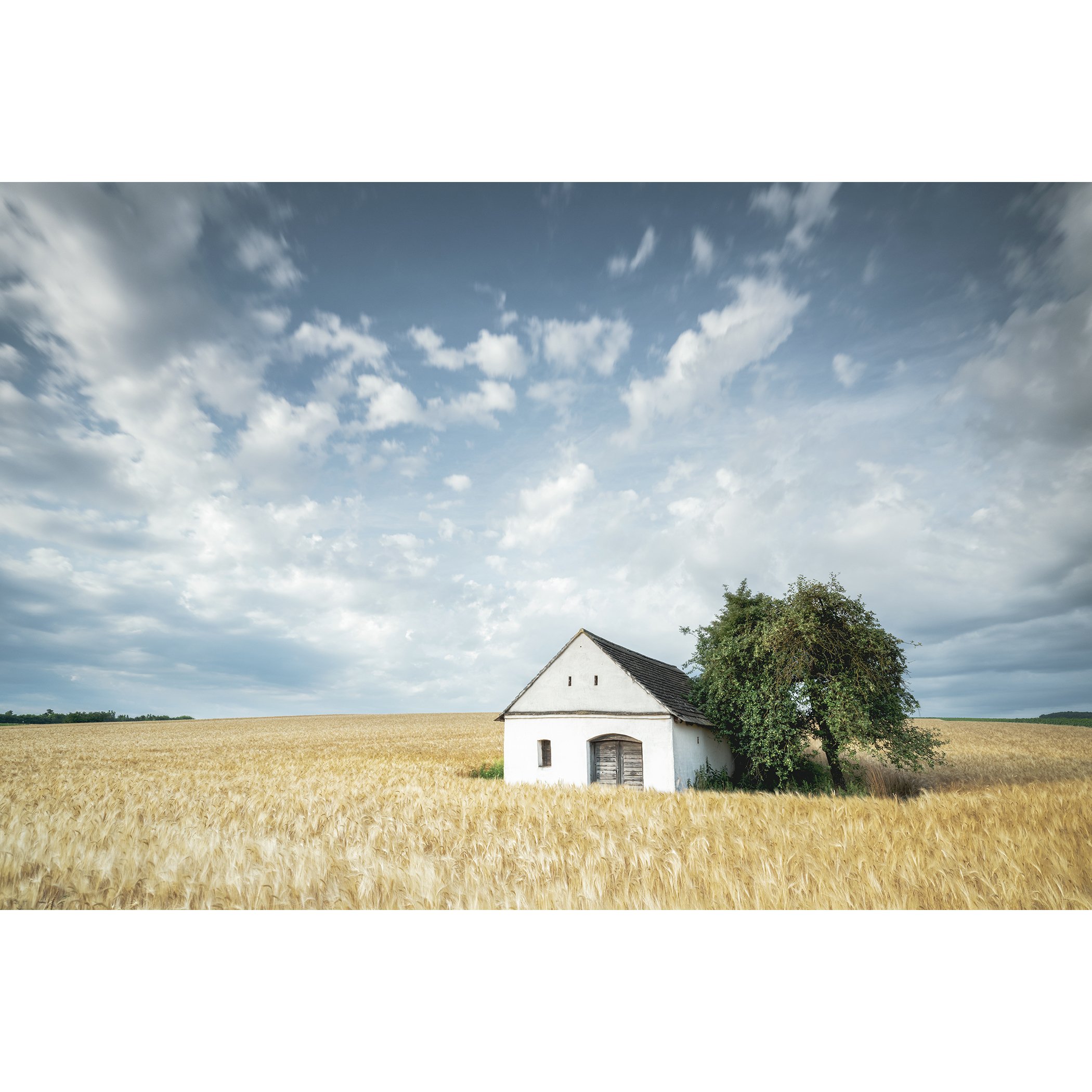 © 2021 Gerald Berghammer - Color Fine Art Landscape Photography. Small wine press in a golden cornfield, beside a large green tree under a partly cloudy sky.