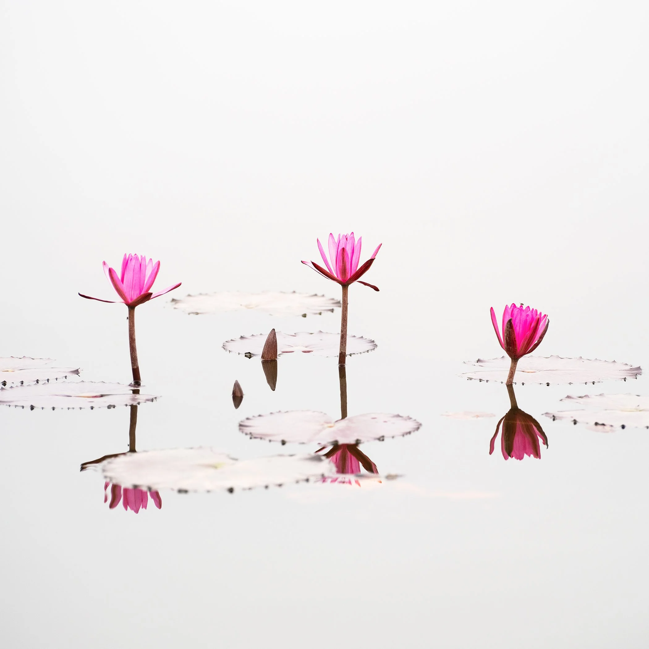 Minimalist colour photograph of pink lotus flowers on still water in Vietnam. Photo by Gerald Berghammer.