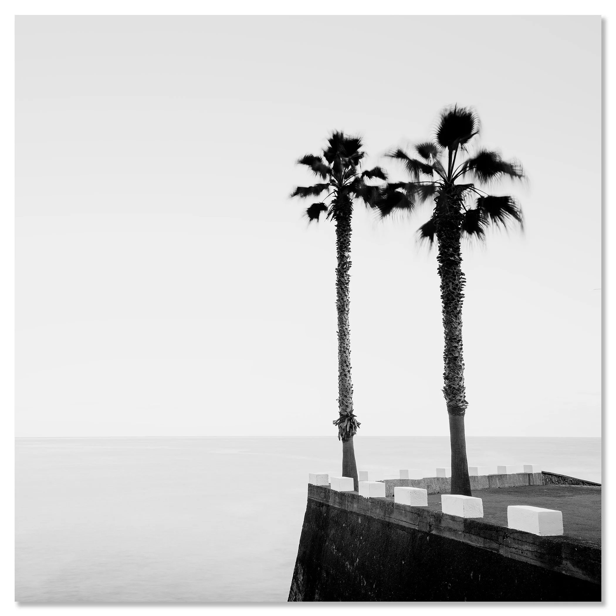 Black and white photo of two palm trees beside a coastal wall overlooking a calm sea – dibond frameless