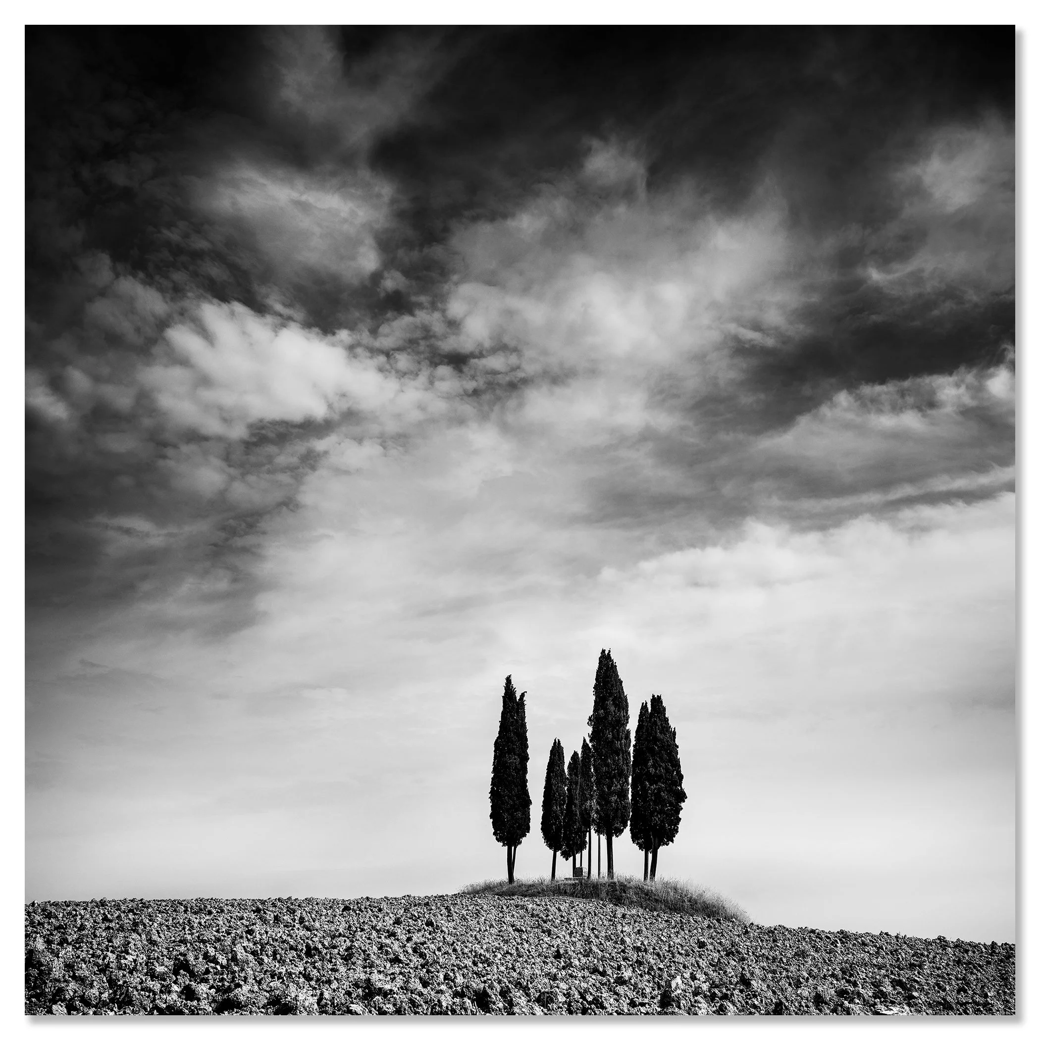 Black and white landscape photo of cypress trees on a small hill beneath dramatic clouds – dibond frameless
