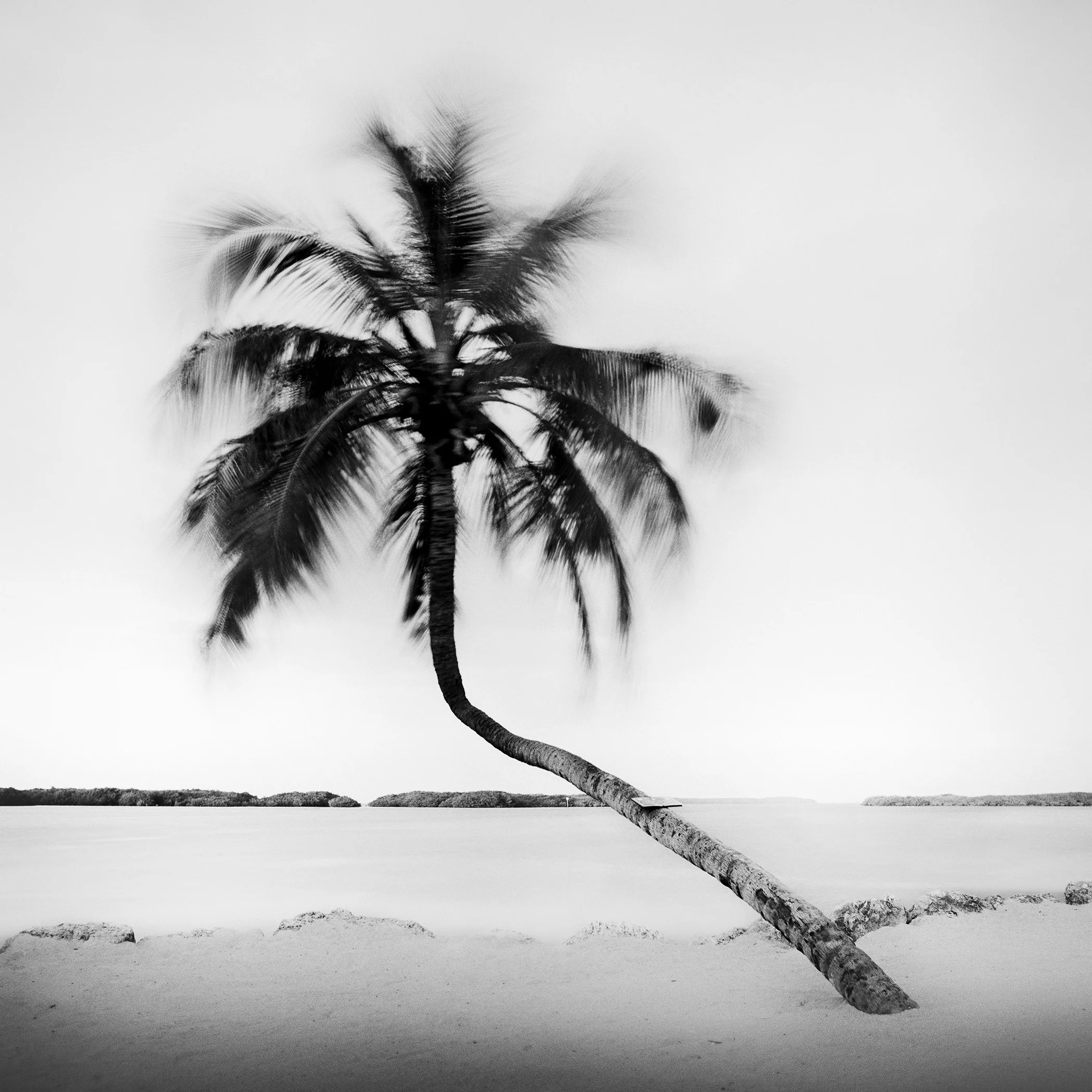 Bent Palm Study 1, an analogue black-and-white minimalist landscape photograph from Florida by Gerald Berghammer.