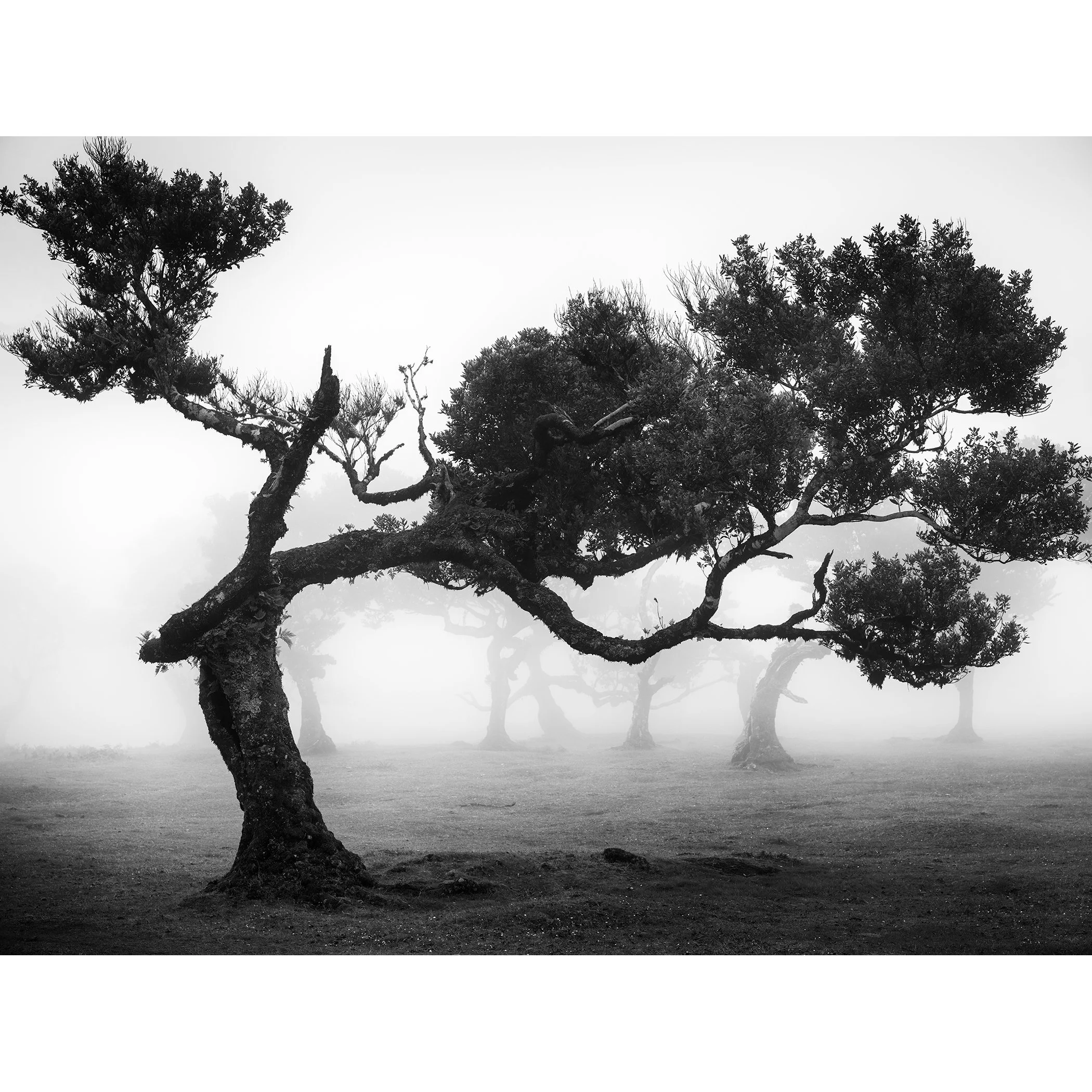 Black-and-white fine art photograph of an ancient wind-shaped laurel tree in the misty Fanal Forest, Madeira, Portugal by Gerald Berghammer.