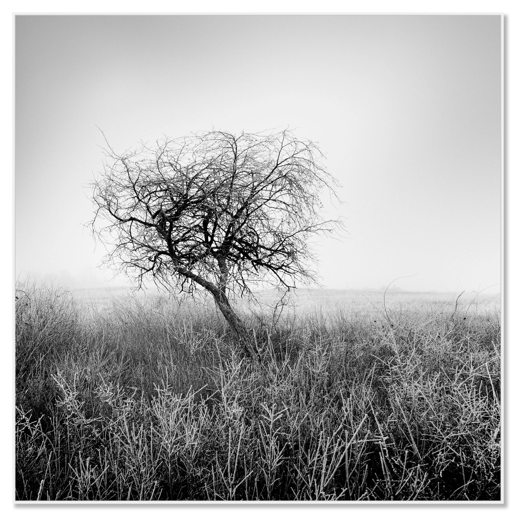 Tree in Hoarfrost Study 1 – Hungary, black-and-white photo print mounted on Dibond in a white aluminium ArtBox frame by Gerald Berghammer.