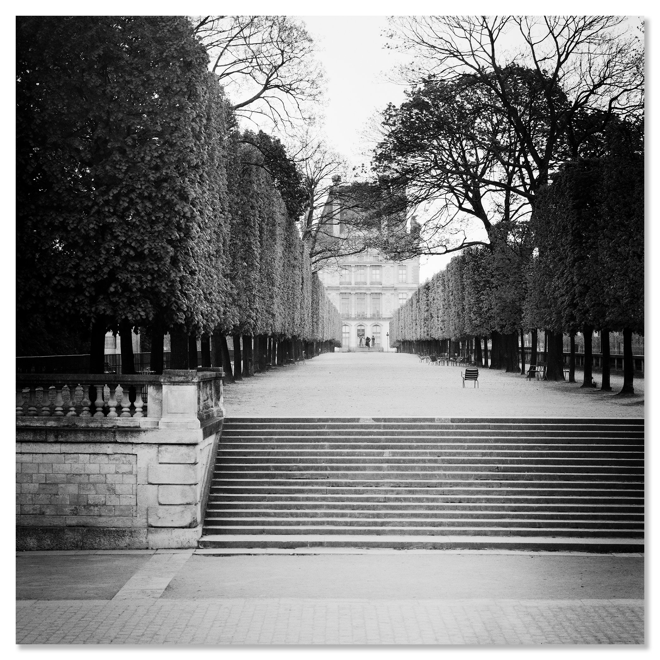 Black and white view of a tree-lined pathway and stone steps leading towards the Pavillon de Flore in Paris – dibond frameless