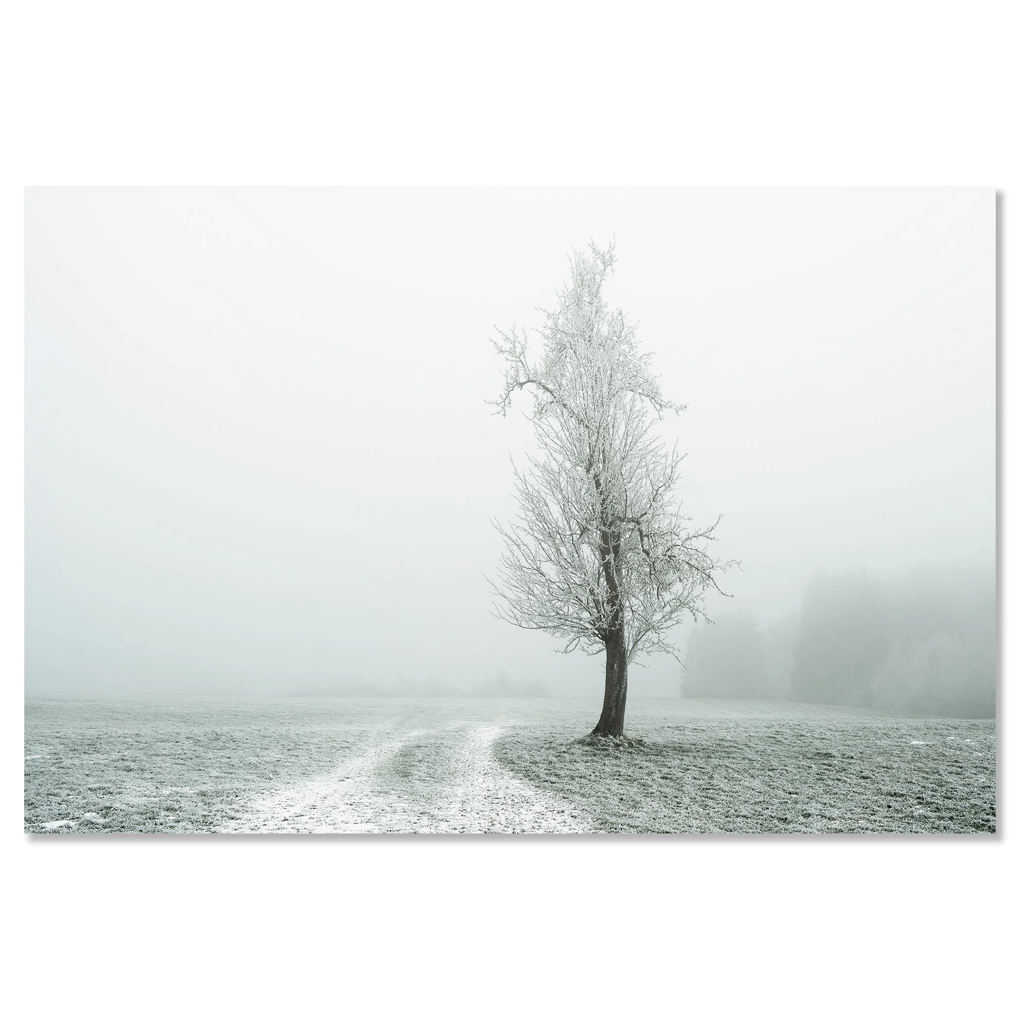 Gerald Berghammer - Color fine art photography. A solitary tree stands in a snow-covered field with a winding path, surrounded by foggy, winter landscape. Chromaluxe framless