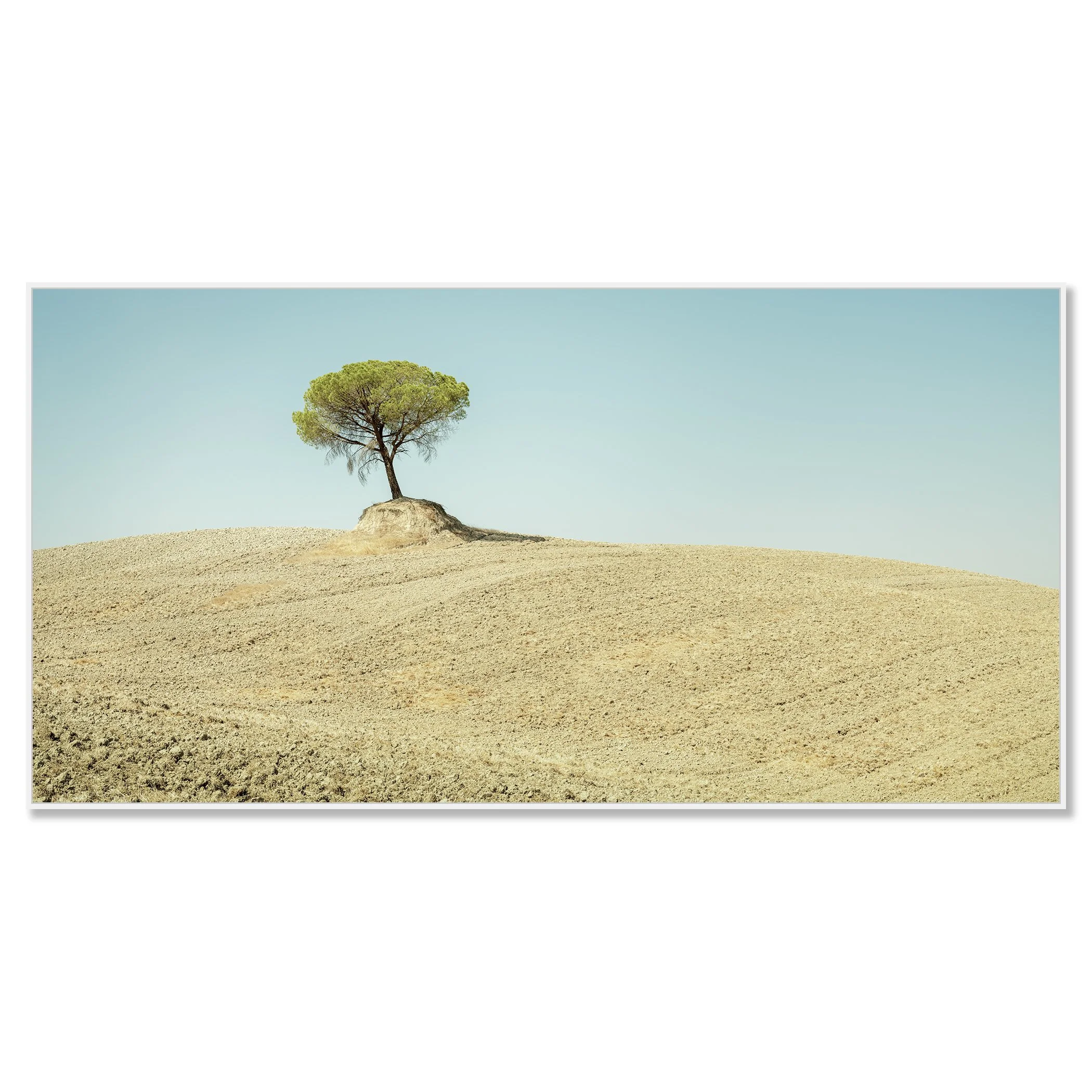 Italian Stone Pines, Study 6 – colour photograph on aluminium Dibond in a white aluminium ArtBox. Photo by Gerald Berghammer.