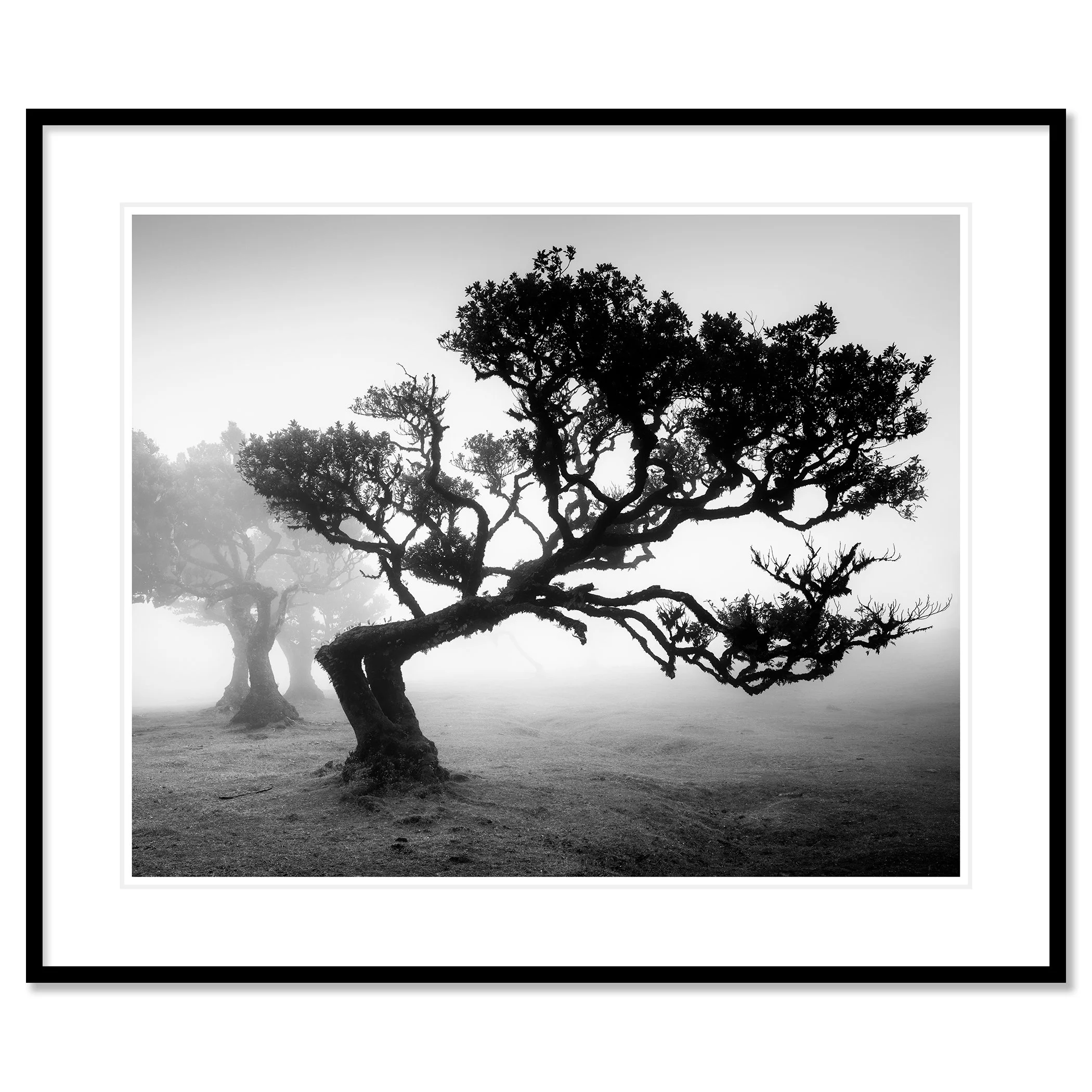 Ancient Laurisilva Forest Study 1 as an archival pigment print in a black aluminium frame with a white mount by Gerald Berghammer.