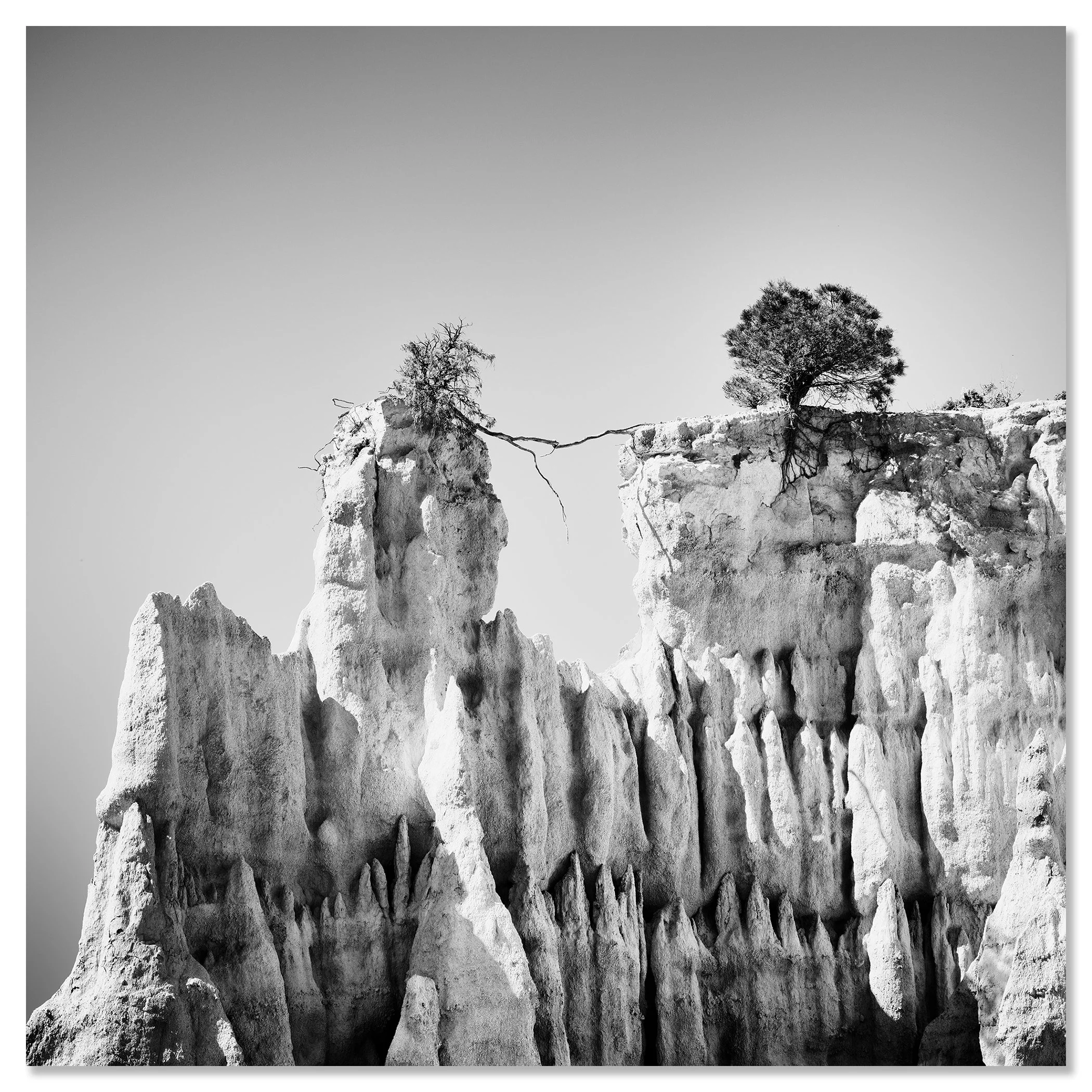 Black-and-white minimalist landscape photograph of two trees on a rocky cliff, one leaning over the edge – dibond frameless