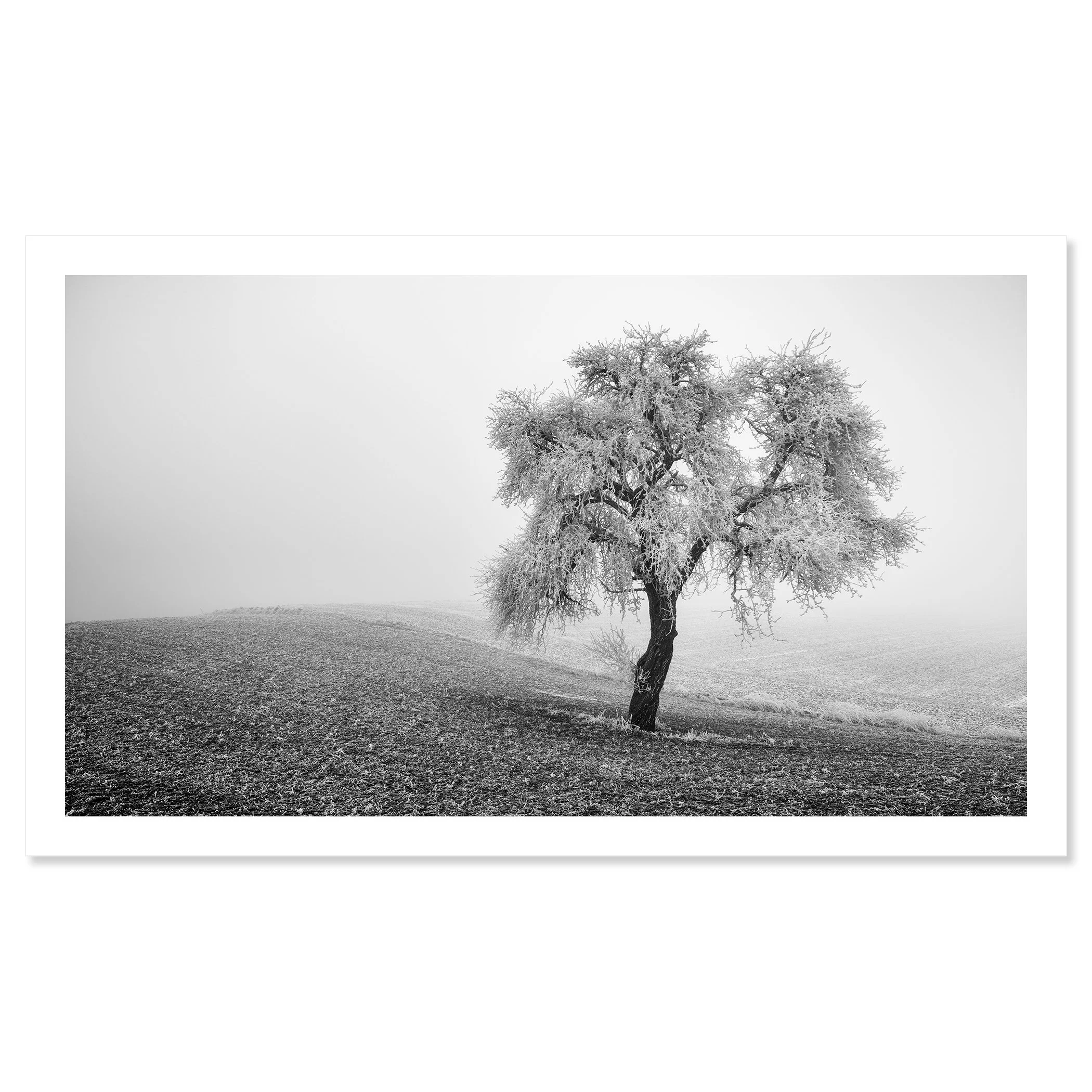 Tree in Frozen Field Panorama Study 1 – black-and-white fine art print of a solitary frost-covered tree in Austria by Gerald Berghammer.