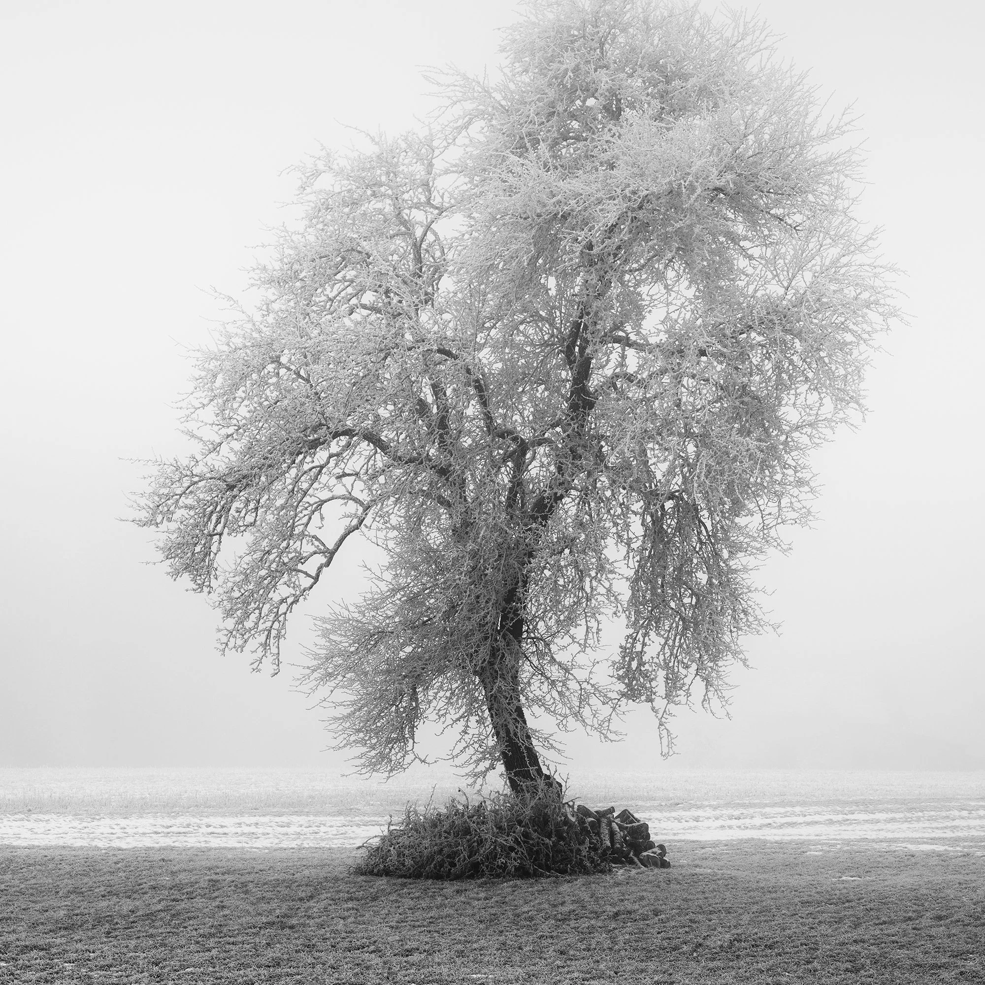 Close-up of frost-covered tree branches in Frozen Farmland Study 2, a minimalist black-and-white winter photograph by Gerald Berghammer.