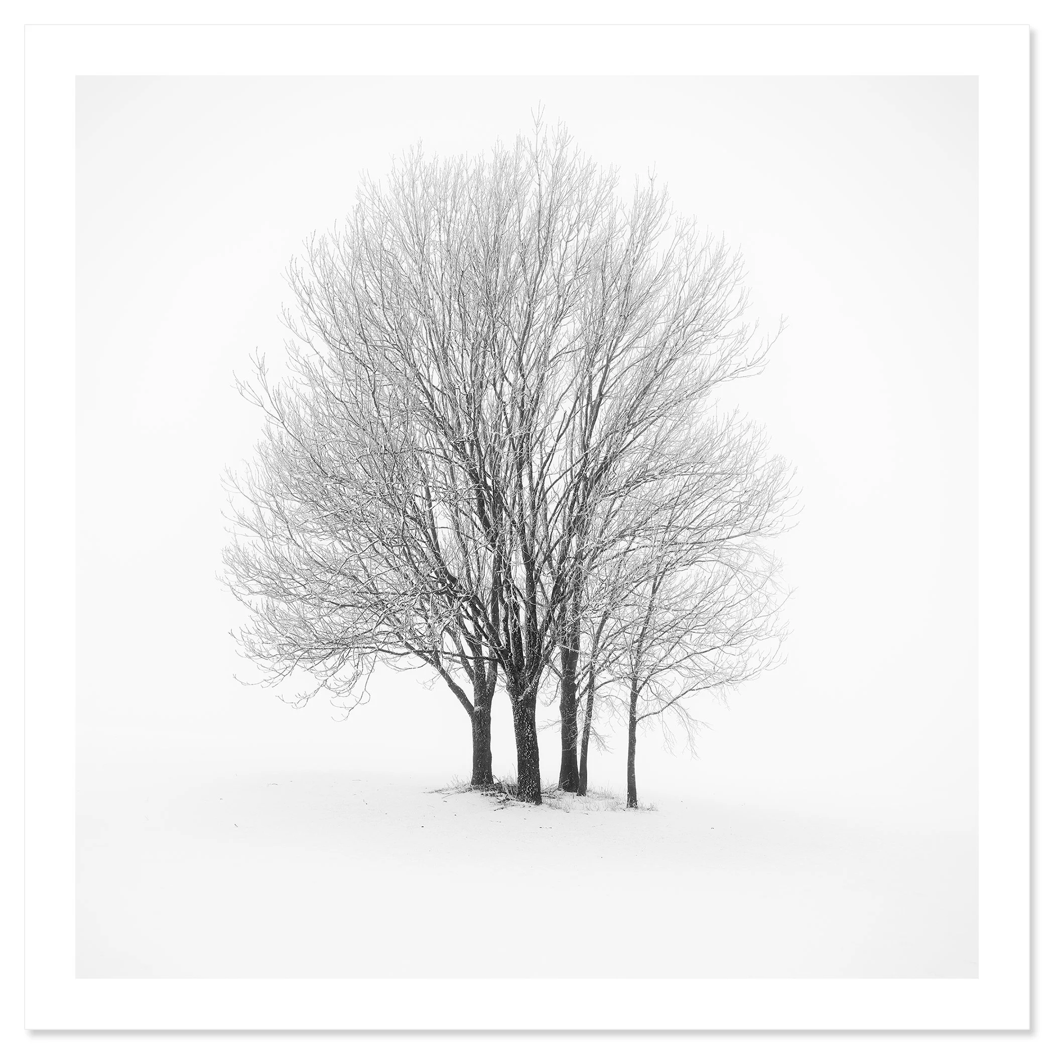 Five Minimalist Winter Trees in the Snow – Austria as an unframed black-and-white fine art print