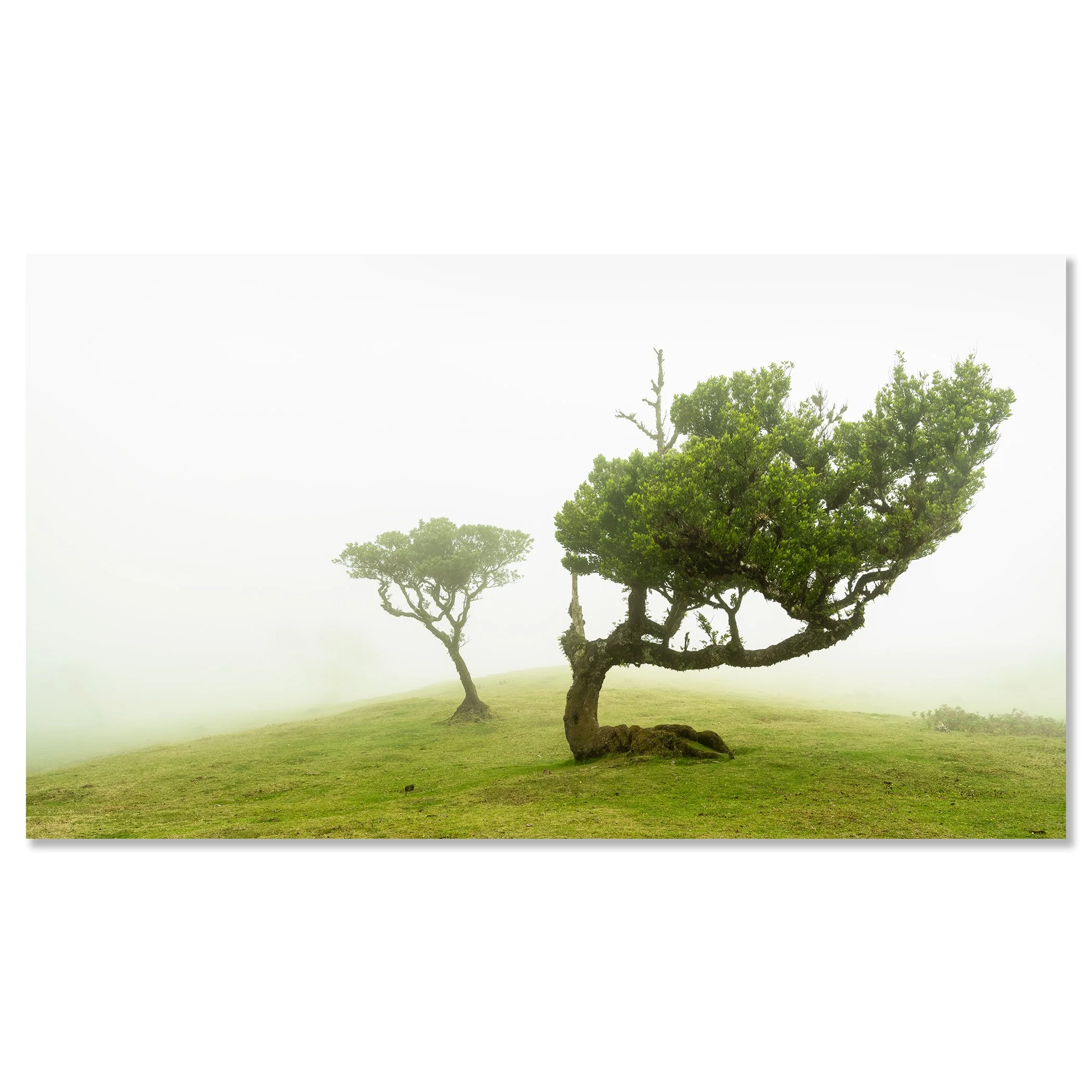 Two windswept trees on a grassy hill in Madeira, Portugal, surrounded by dense mist and rolling fog – dibond frameless