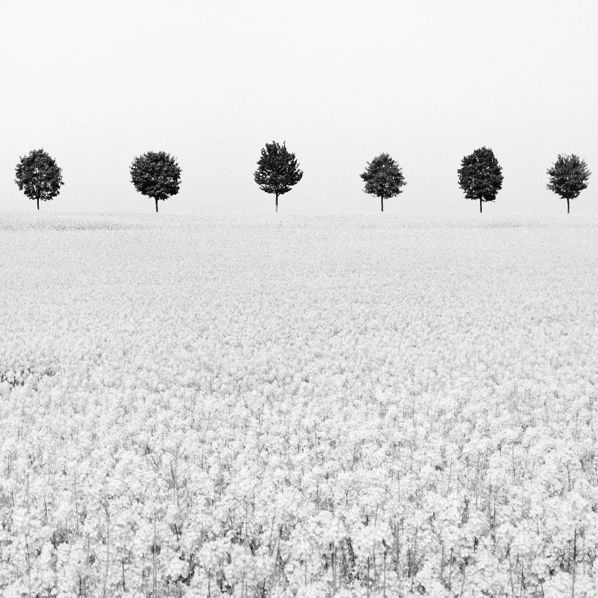 Detail of Brassica Napus Study 1 showing trees above a flowering rapeseed field in France by Gerald Berghammer.