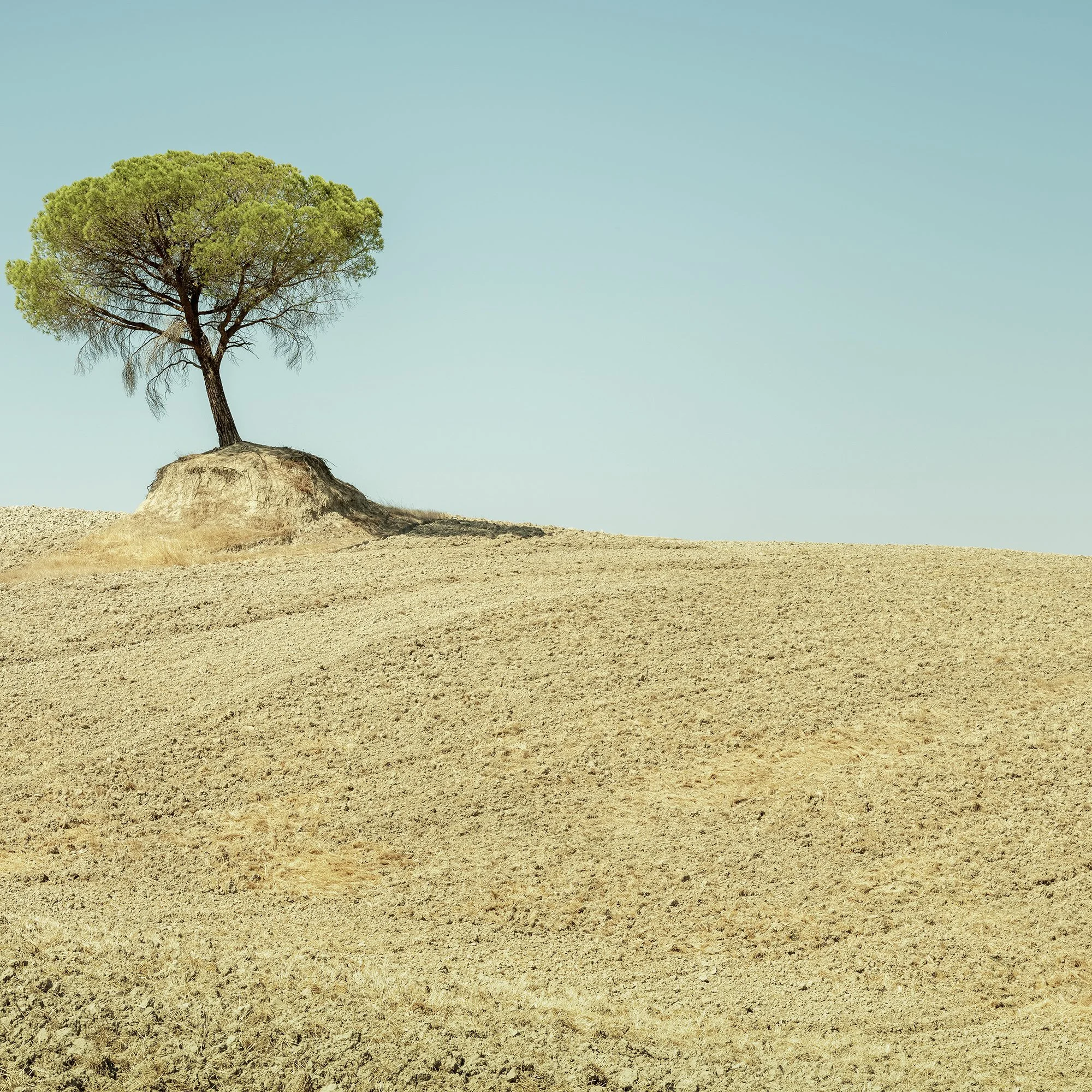 Solitary Italian stone pine at the edge of a rolling field beneath an open Tuscan sky. Photo by Gerald Berghammer.