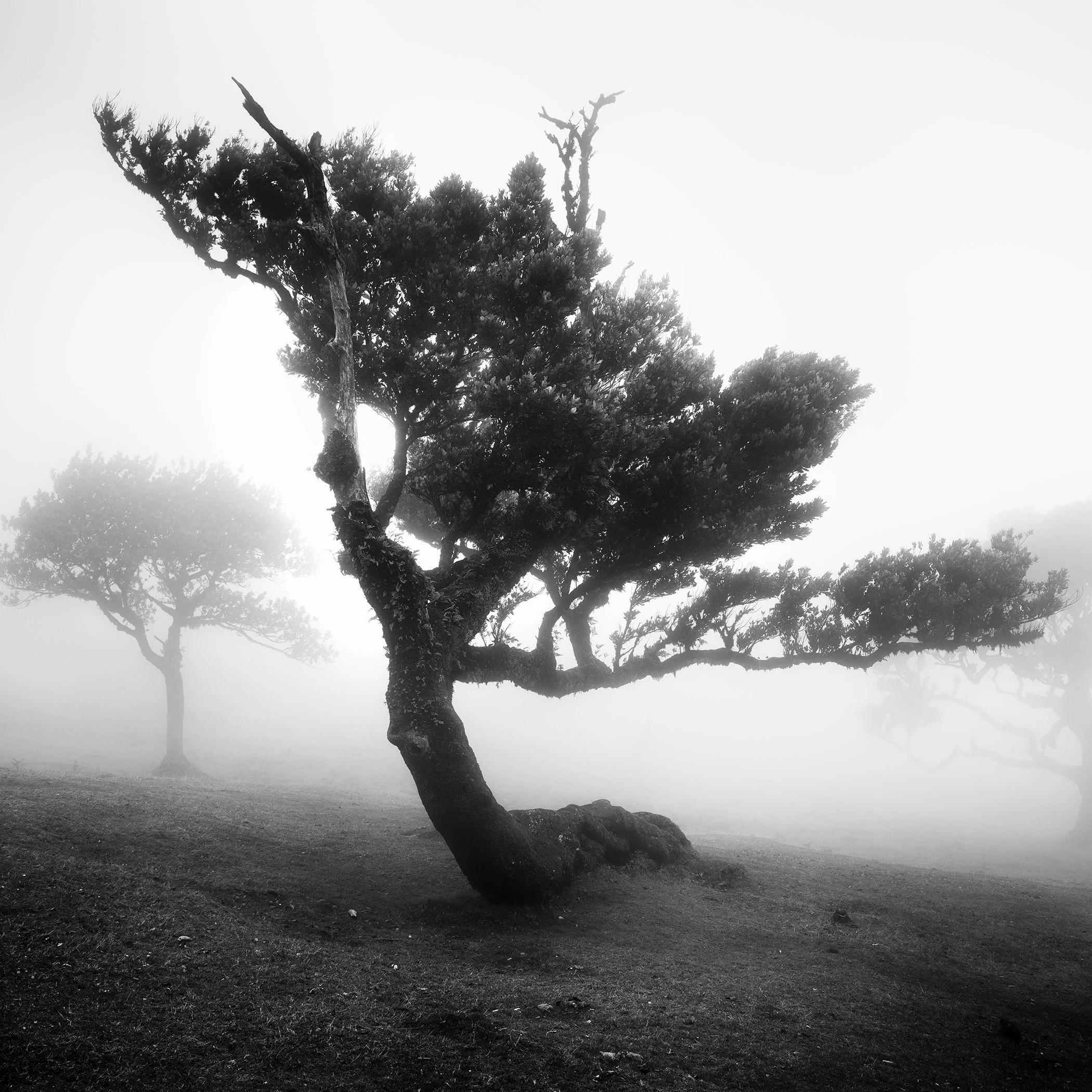 Wind-shaped tree emerging from dense fog in Madeira, dramatic black-and-white nature photograph.