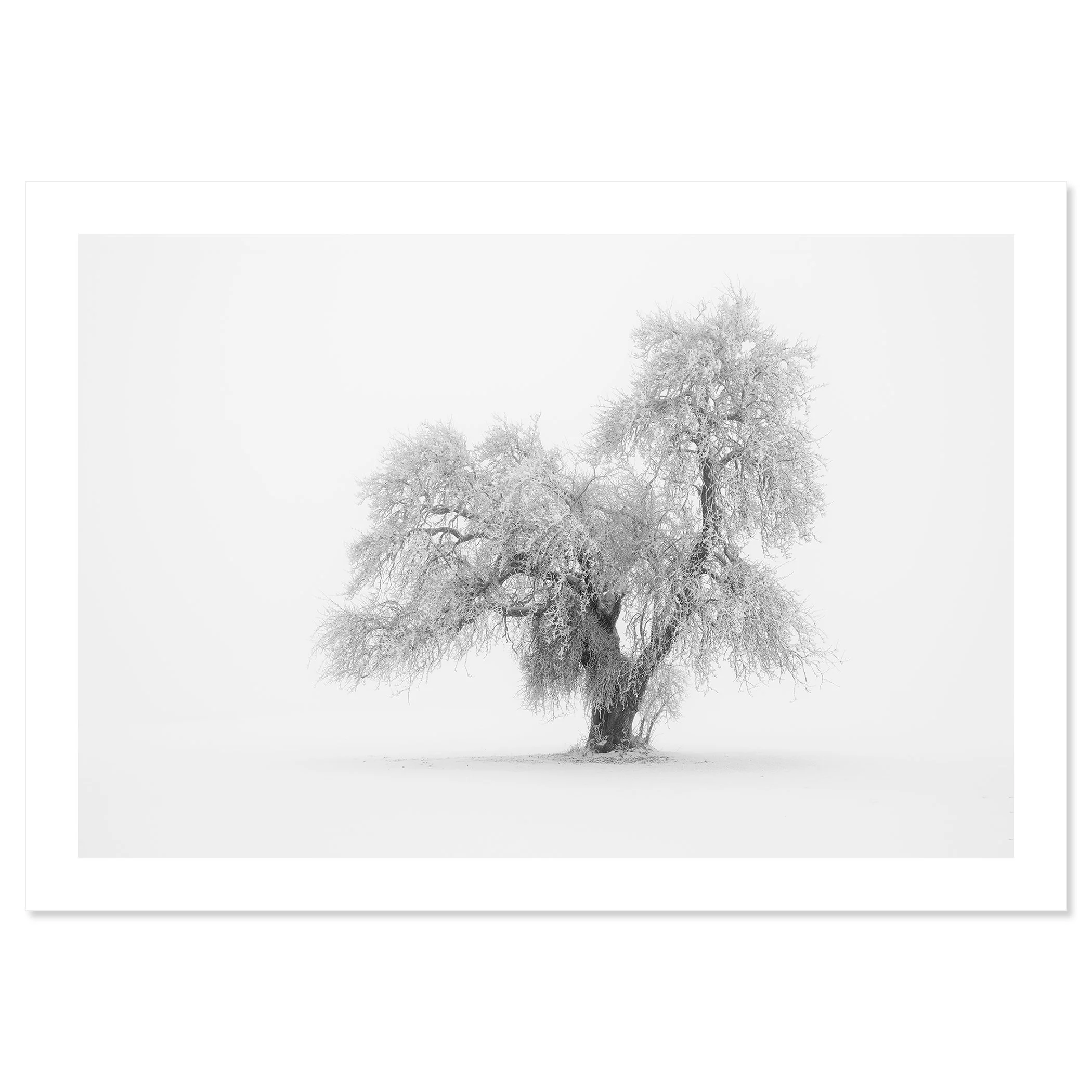Minimalist Winter Tree Study 1 by Gerald Berghammer presented as an archival black-and-white fine art pigment print.