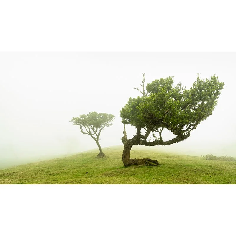 Gerald Berghammer - Laurel Forest Study 3, Portugal