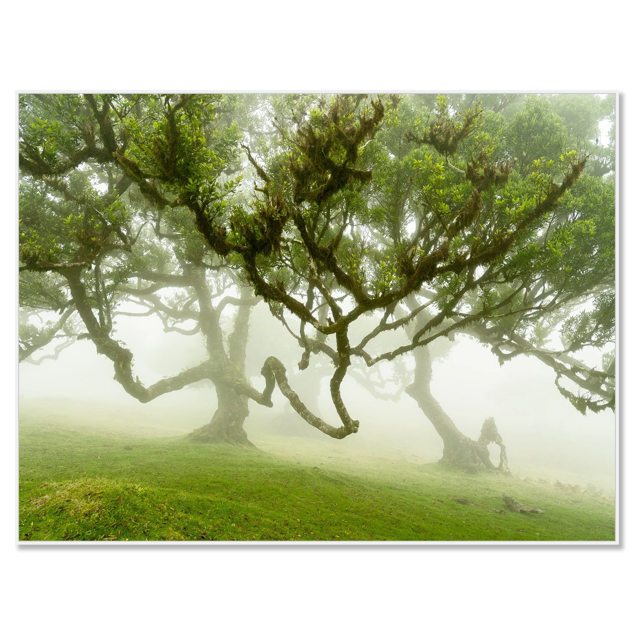 Misty Madeira forest with large moss-covered trees and lush green grass, wrapped in soft fog – framed ArtBox white