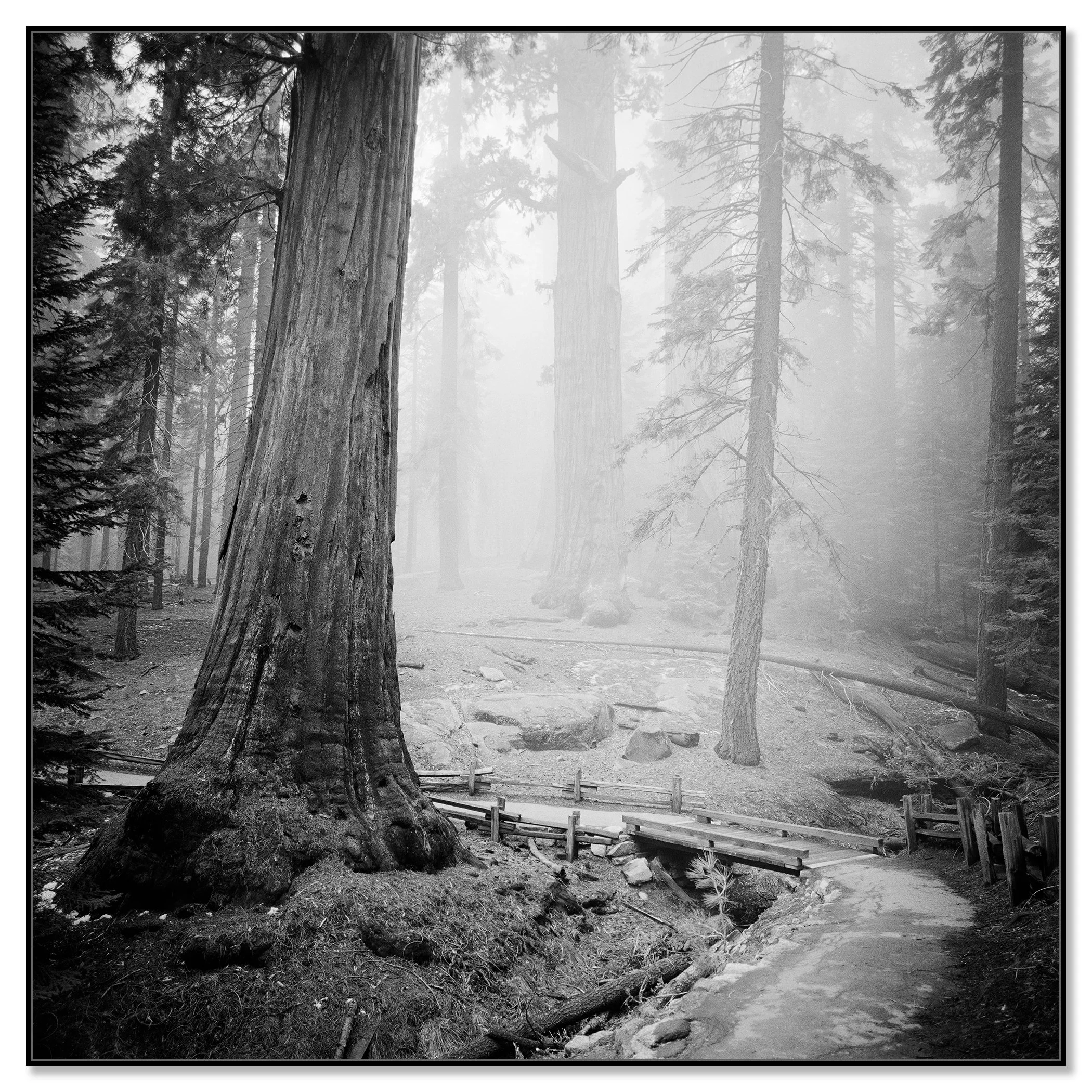 Redwood Study 2 shown as a black-and-white Dibond print in a black aluminium ArtBox frame by Gerald Berghammer.
