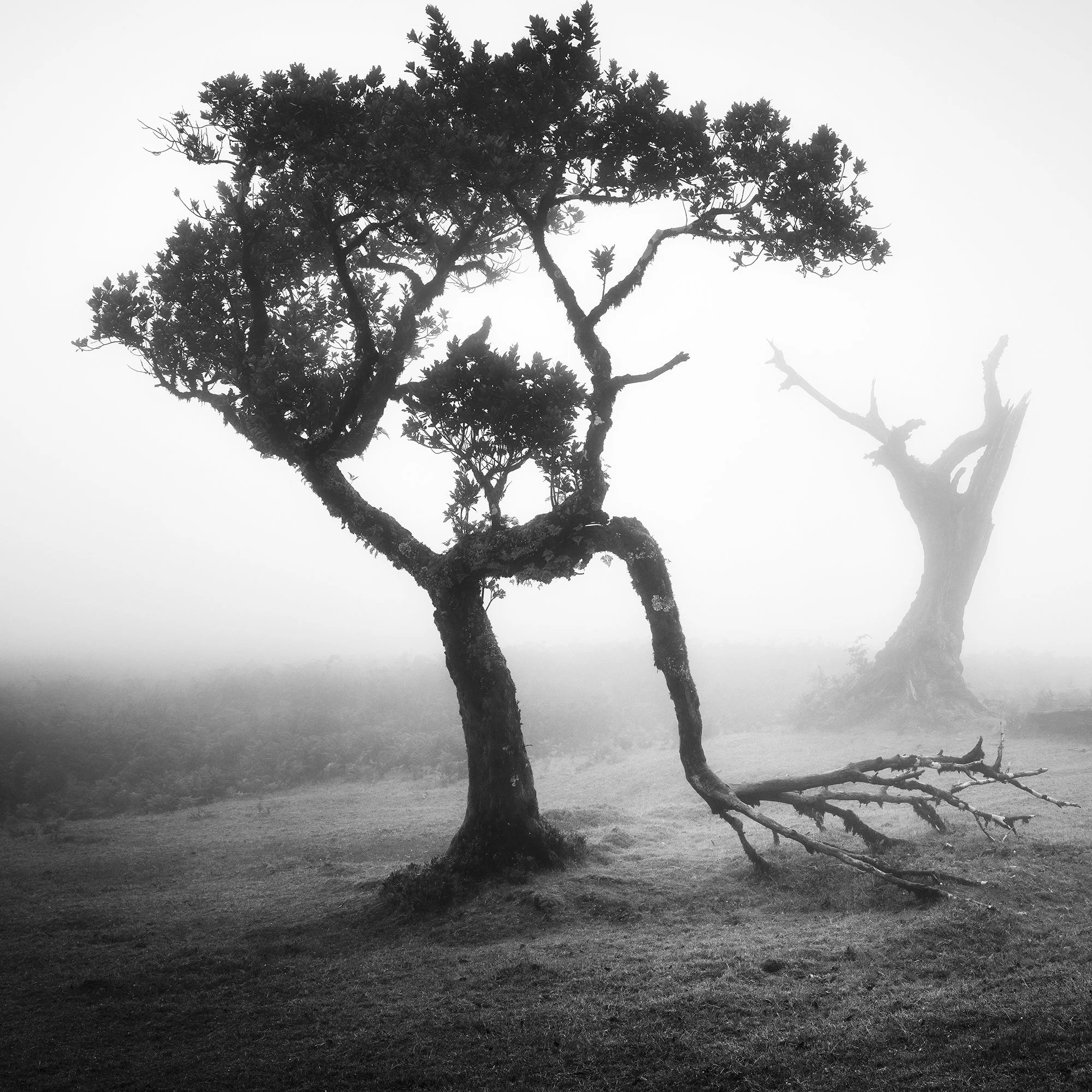 Detail of the sculptural crown and twisted branches of a laurel tree in Madeira's Fanal Forest, photographed by Gerald Berghammer.