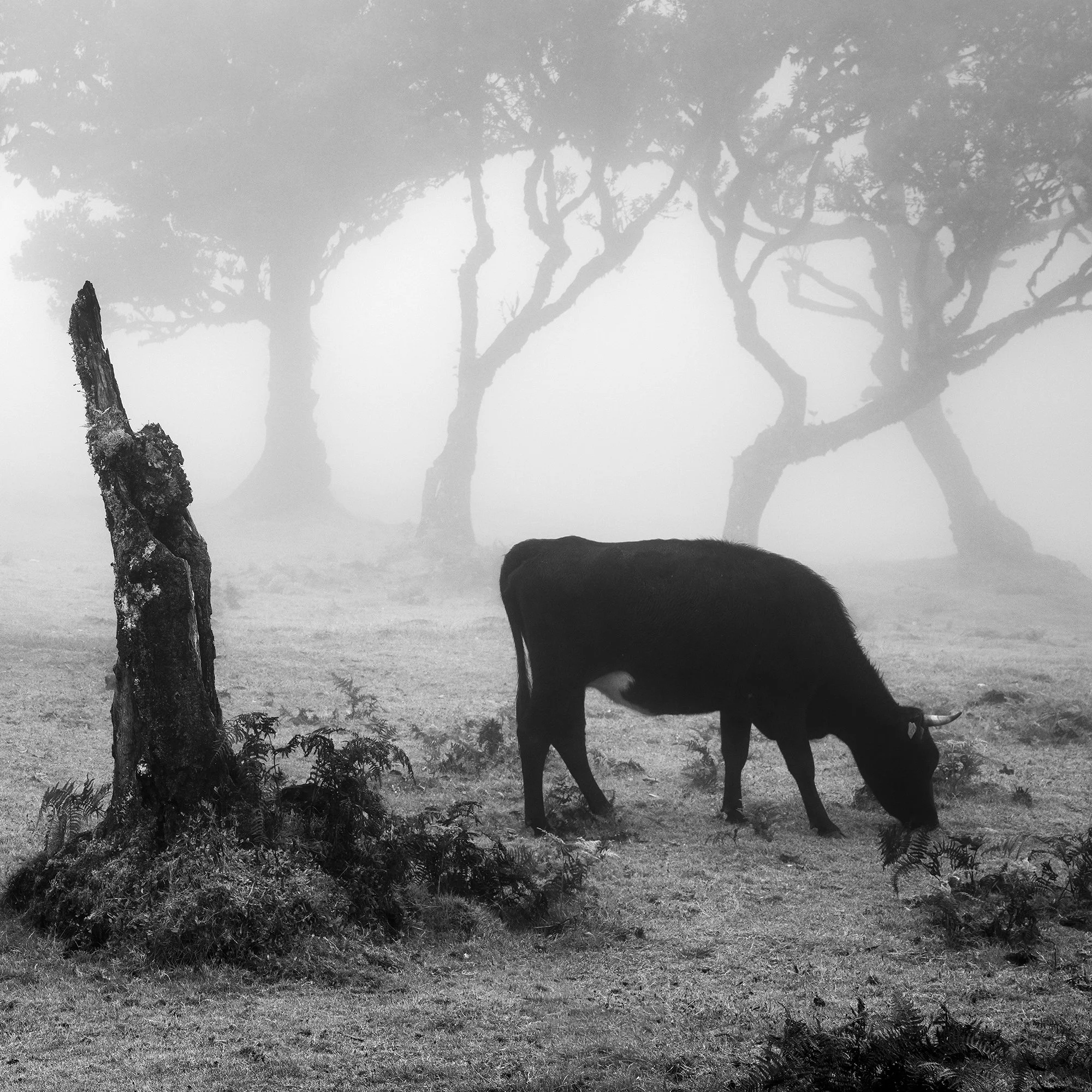 Close-up of Cows on a Foggy Pasture, Study 1 showing a grazing cow among misty trees in Fanal, Madeira, by Gerald Berghammer.