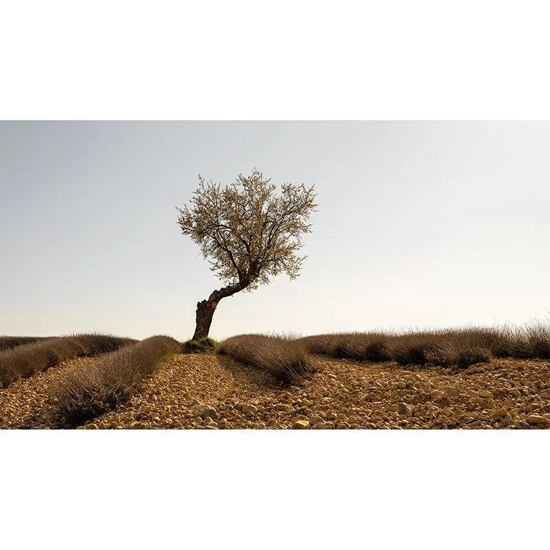 Lavender Field with Tree, Study 1 – France | Gerald Berghammer