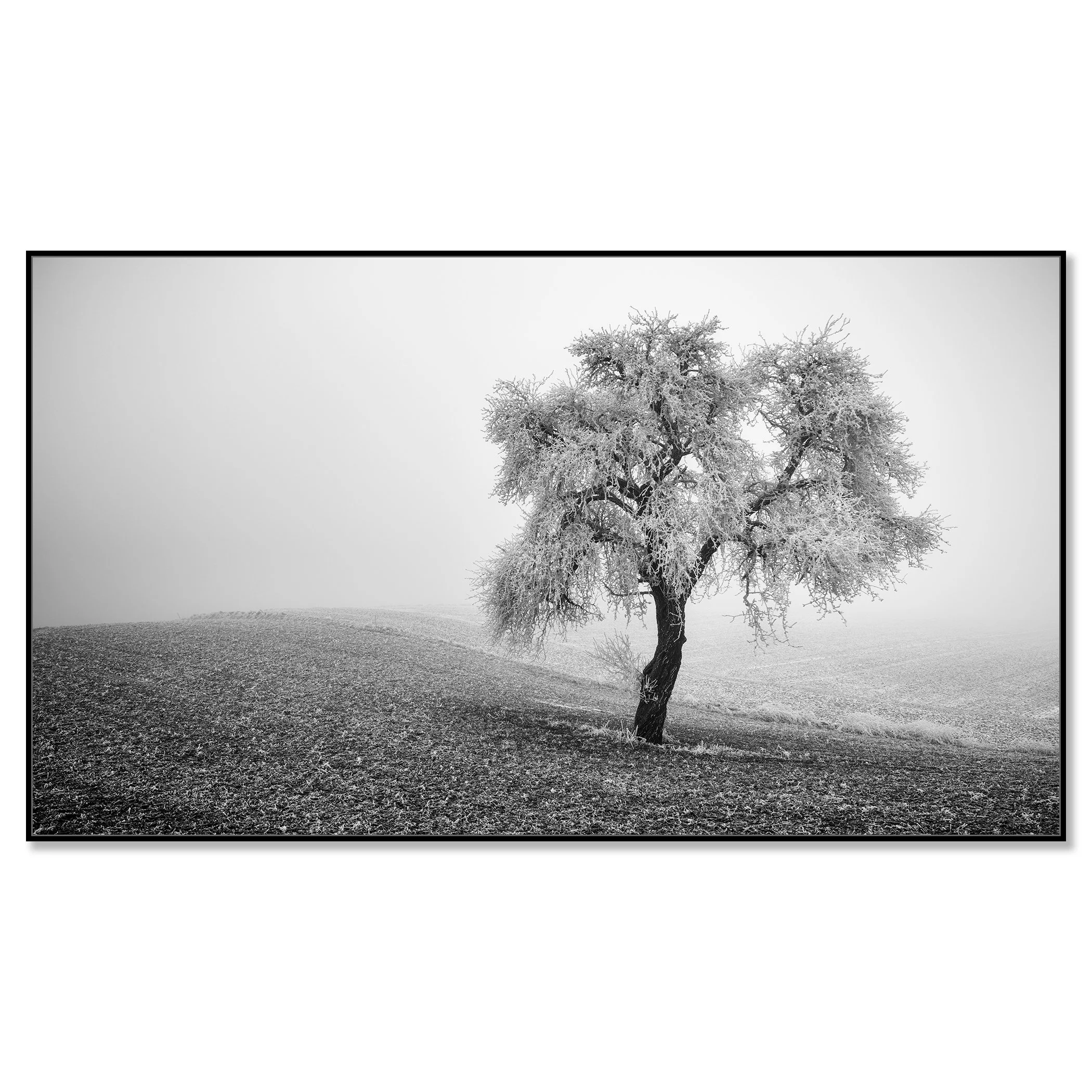 Solitary tree covered in frost on a foggy hillside, monochrome nature scene – framed ArtBox black