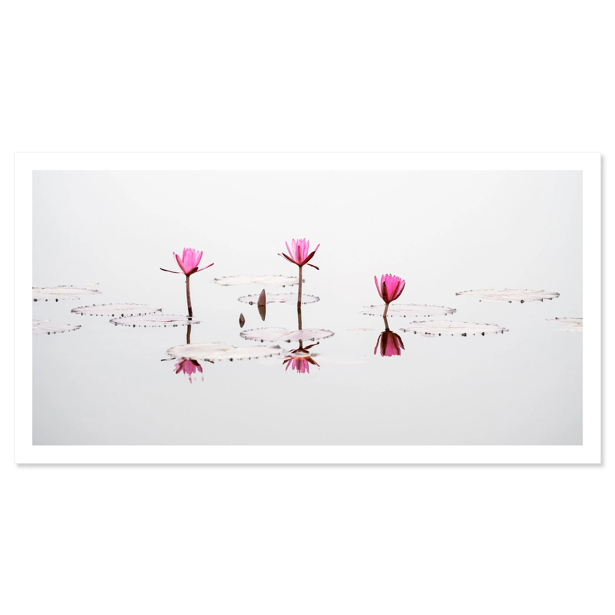 © 2025 Gerald Berghammer - Color long exposure seascape Photography. Three pink water lilies with open petals floating on water, with their reflections visible. Chromaluxe frameless