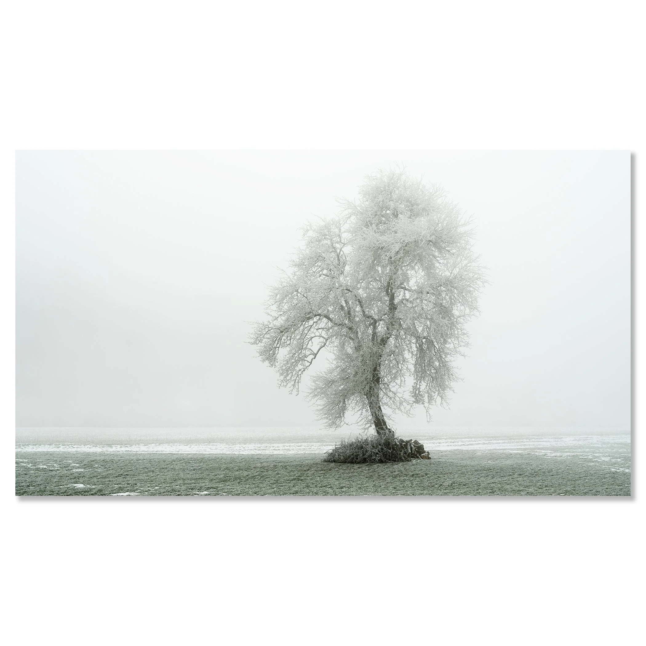 Tree with Hoar Frost Panorama Study 1 displayed as a frameless colour artwork mounted on aluminium Dibond by Gerald Berghammer.