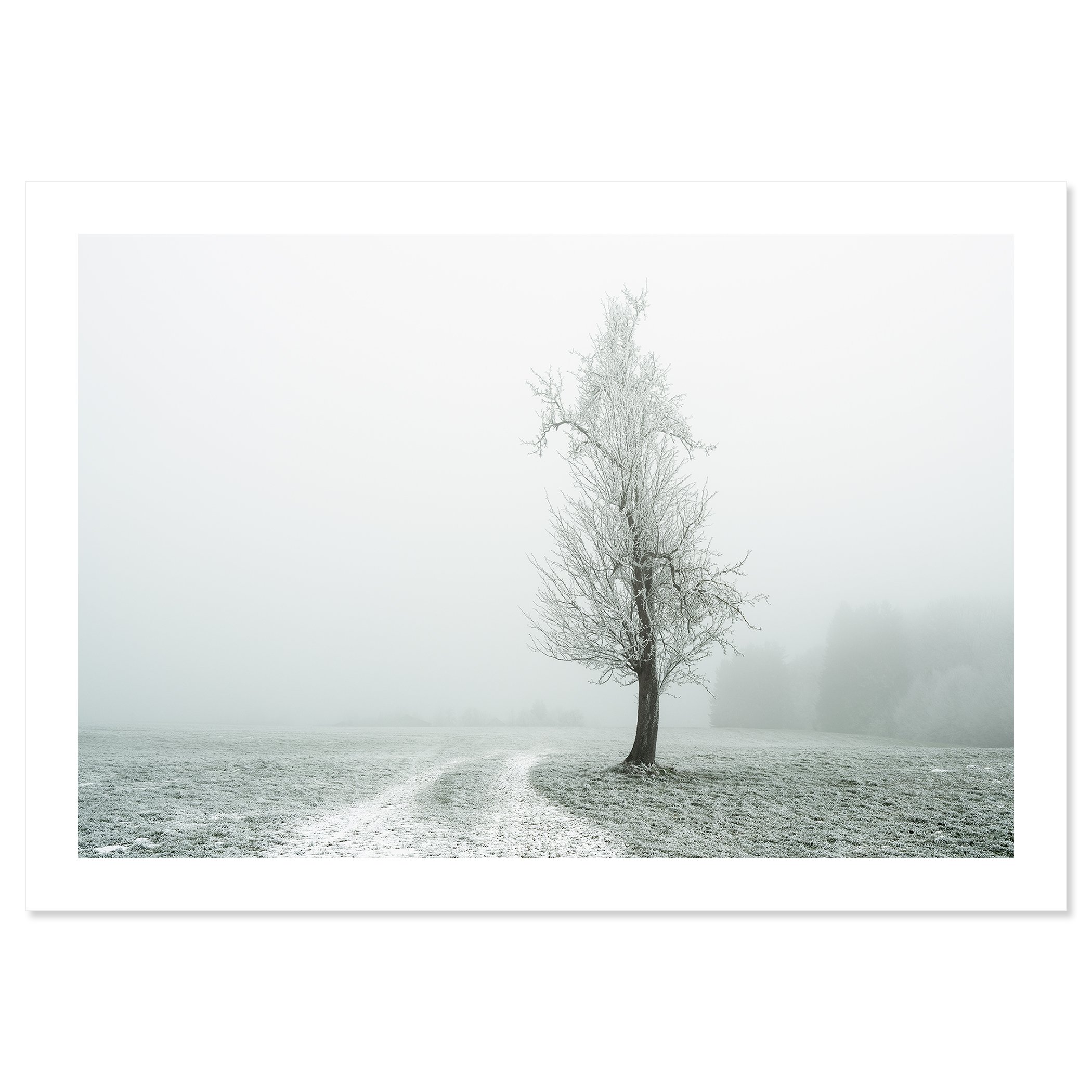 Gerald Berghammer - Color fine art photography. A solitary tree stands in a snow-covered field with a winding path, surrounded by foggy, winter landscape. Print only