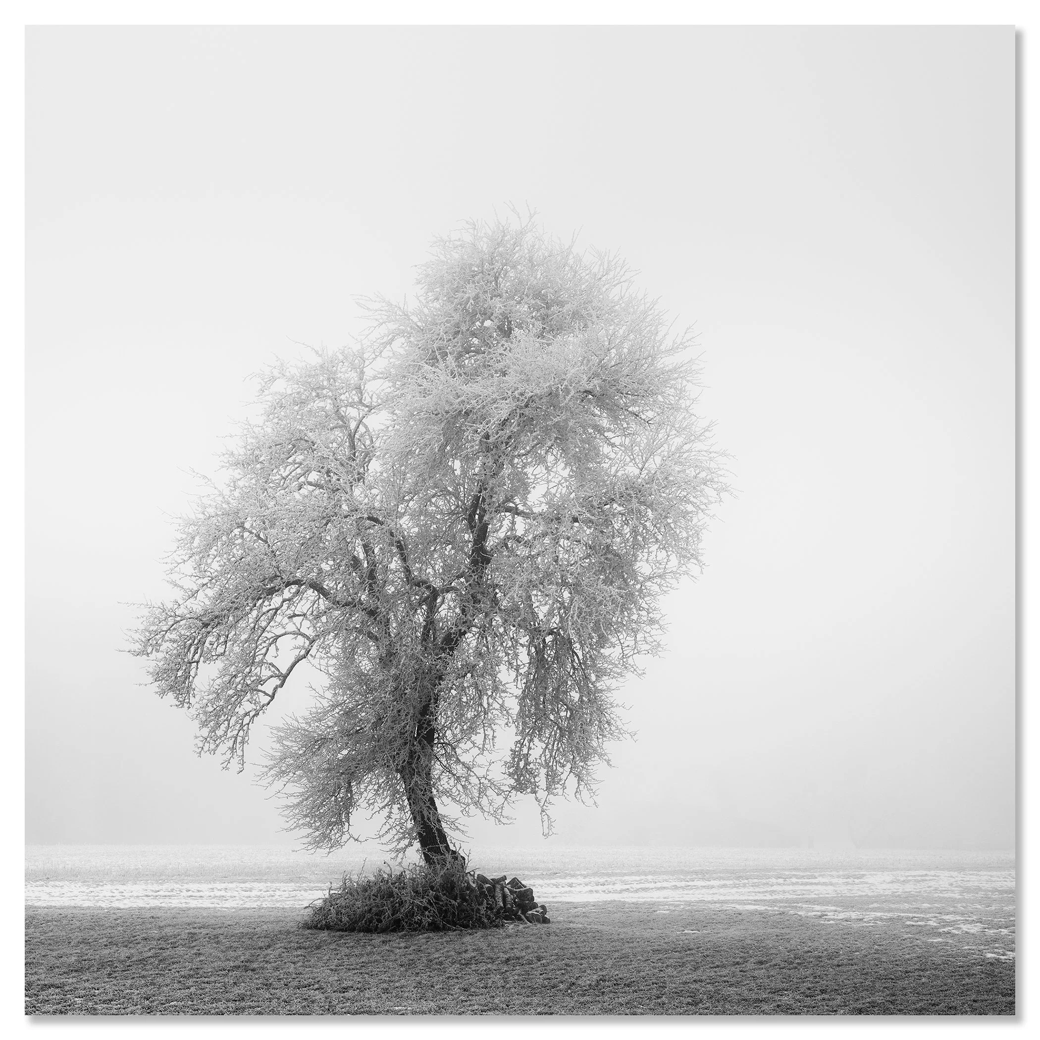 Frozen Farmland Study 2 by Gerald Berghammer, black-and-white photograph of a frost-covered tree mounted on frameless aluminium Dibond.