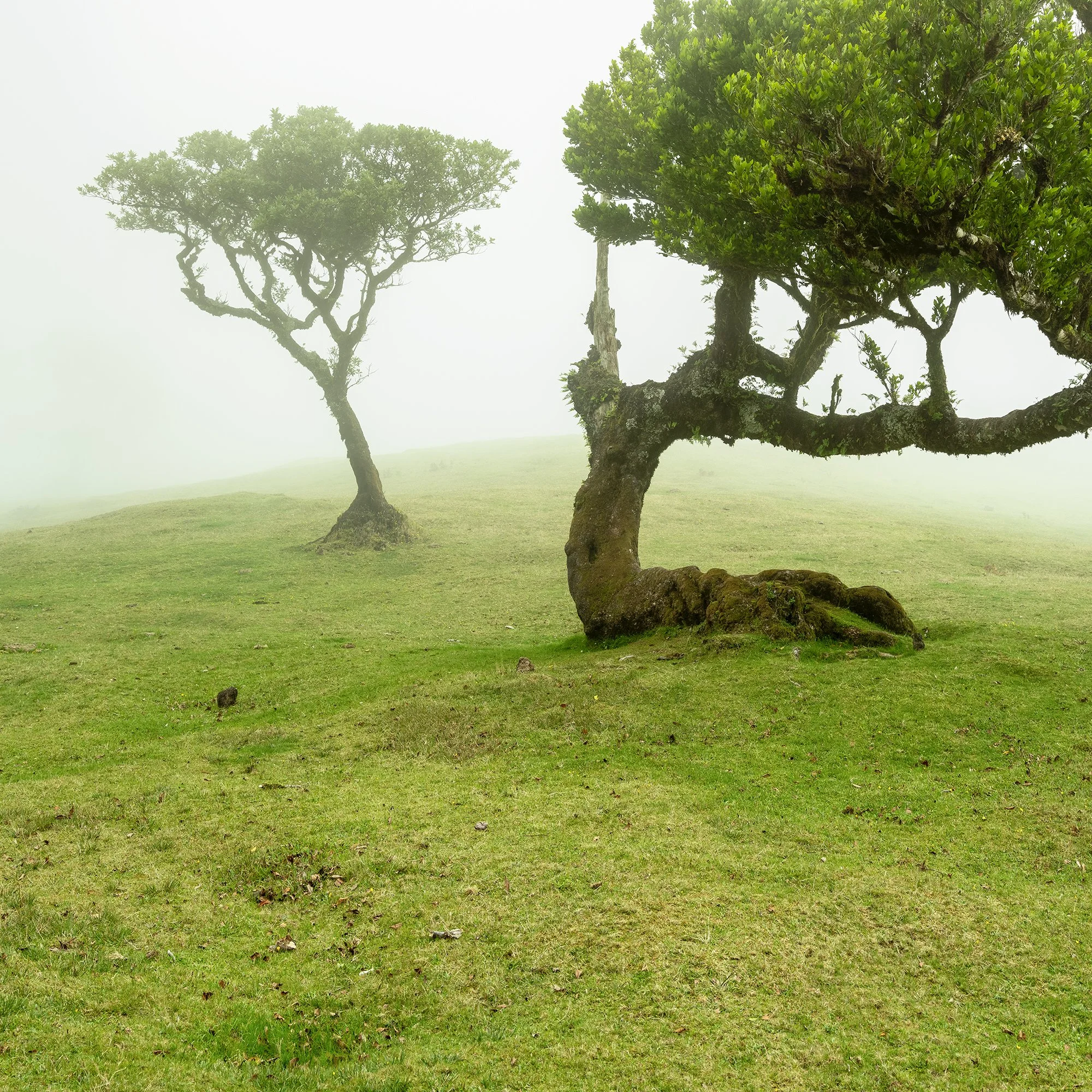 Foggy meadow in Madeira, Portugal with two trees; one with a curved trunk and dense green foliage, Detail 1