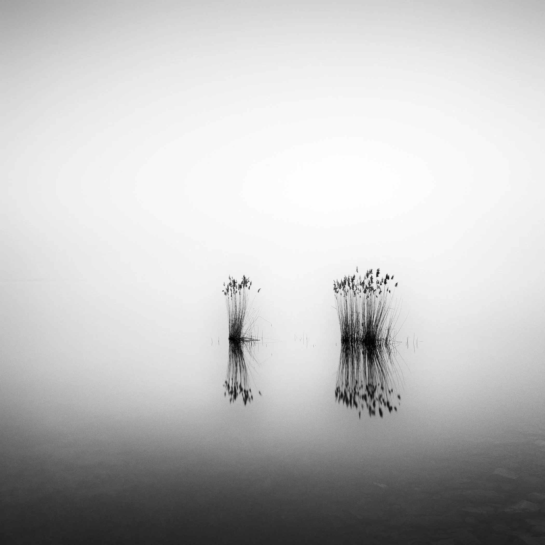 Black and white fine art photograph by Gerald Berghammer of reeds reflected in calm, mist-covered water