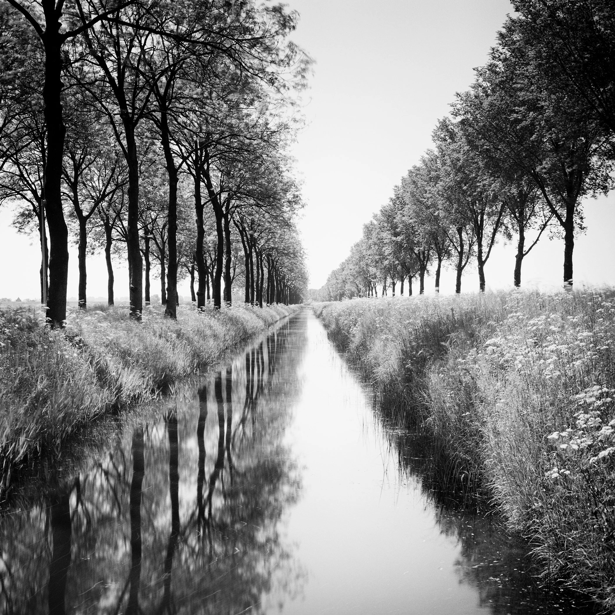 Gracht Study 1, Netherlands, black-and-white fine art photograph by Gerald Berghammer showing a tree-lined canal with calm water reflections