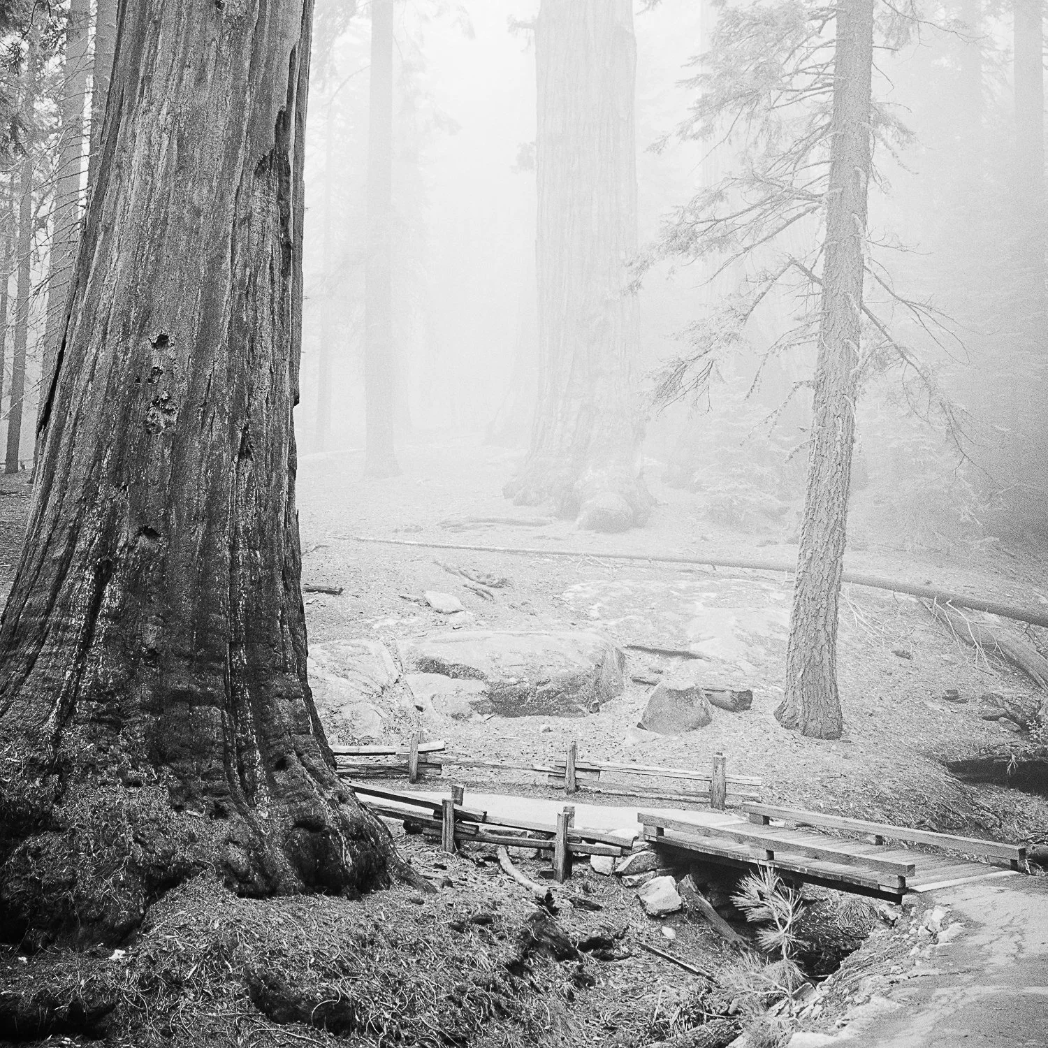 Redwood Study 2 by Gerald Berghammer, black-and-white fine art photograph of a towering redwood tree, a wooden footbridge and ancient forest trees fading into mist in California, USA.