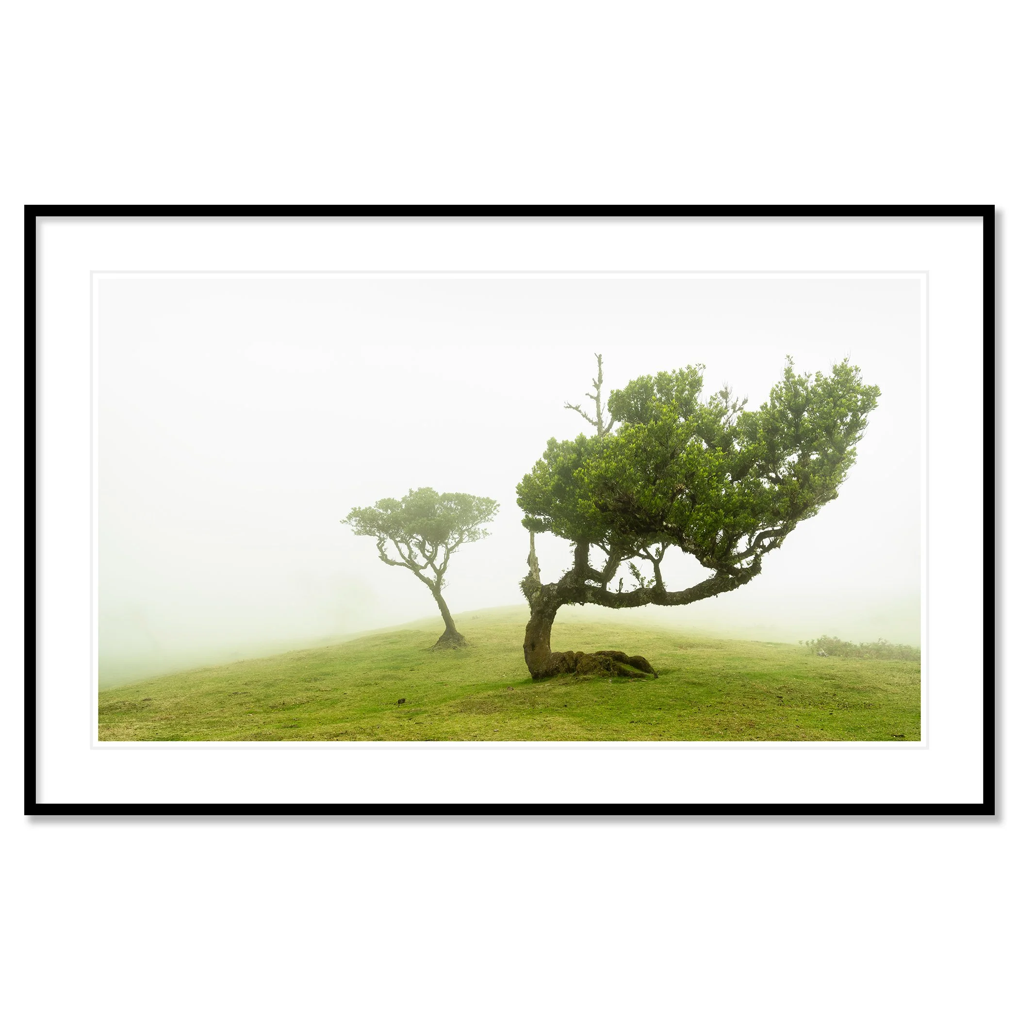 © 2021 Gerald Berghammer - Two windswept trees on a grassy hill enveloped in fog. Classic framed black