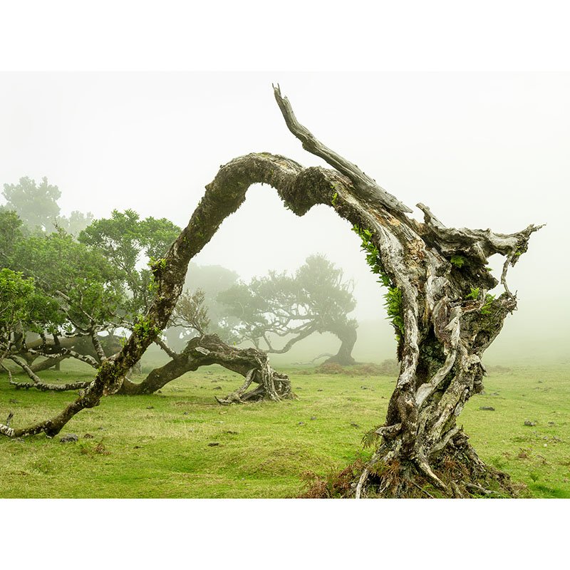 Gerald Berghammer - Green Meadow with Laurel Tree, Portugal