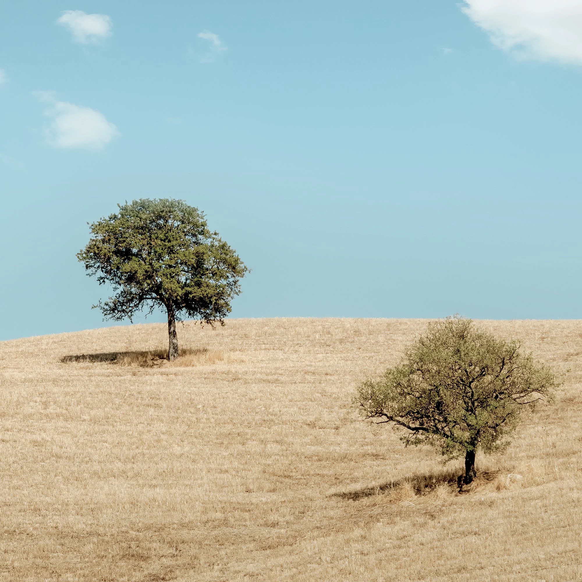 Print detail of tree and textured golden hillside in Rolling Hills with Trees, Tuscany