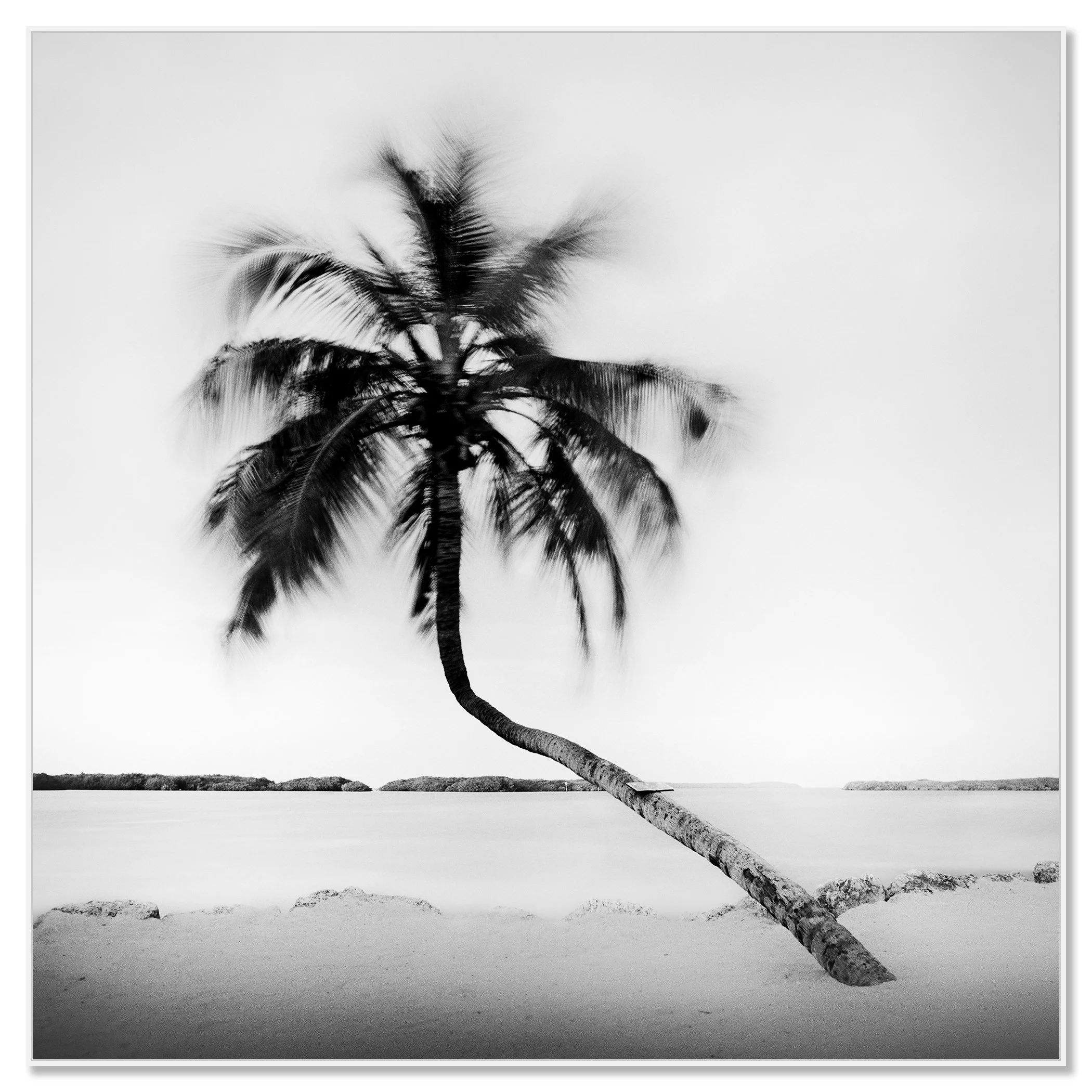 Bent Palm Study 1 presented in a white aluminium ArtBox frame by Gerald Berghammer.