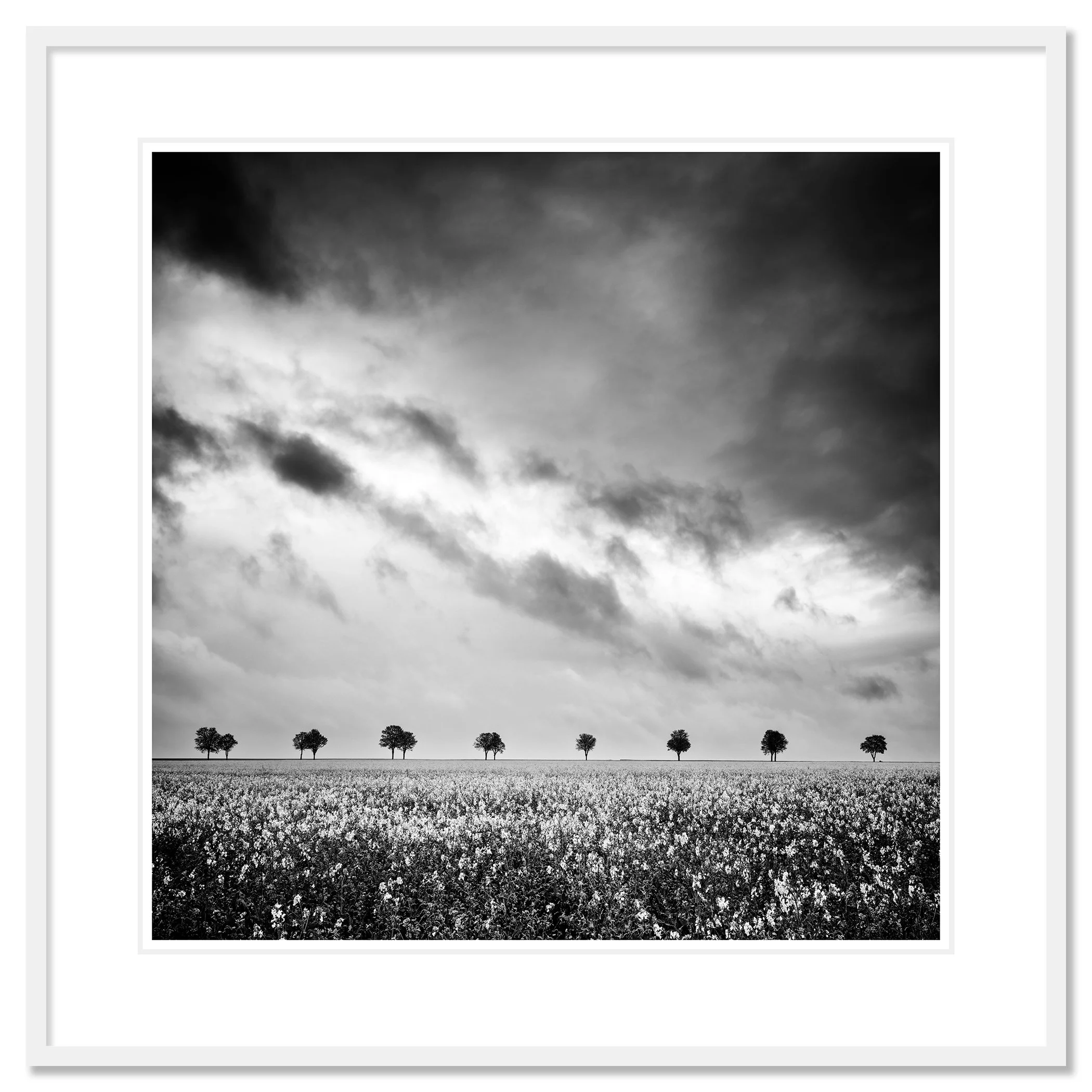 Row of Trees in Rapeseed Field Study 1 shown as an archival pigment print in a white aluminium frame with white mount by Gerald Berghammer.