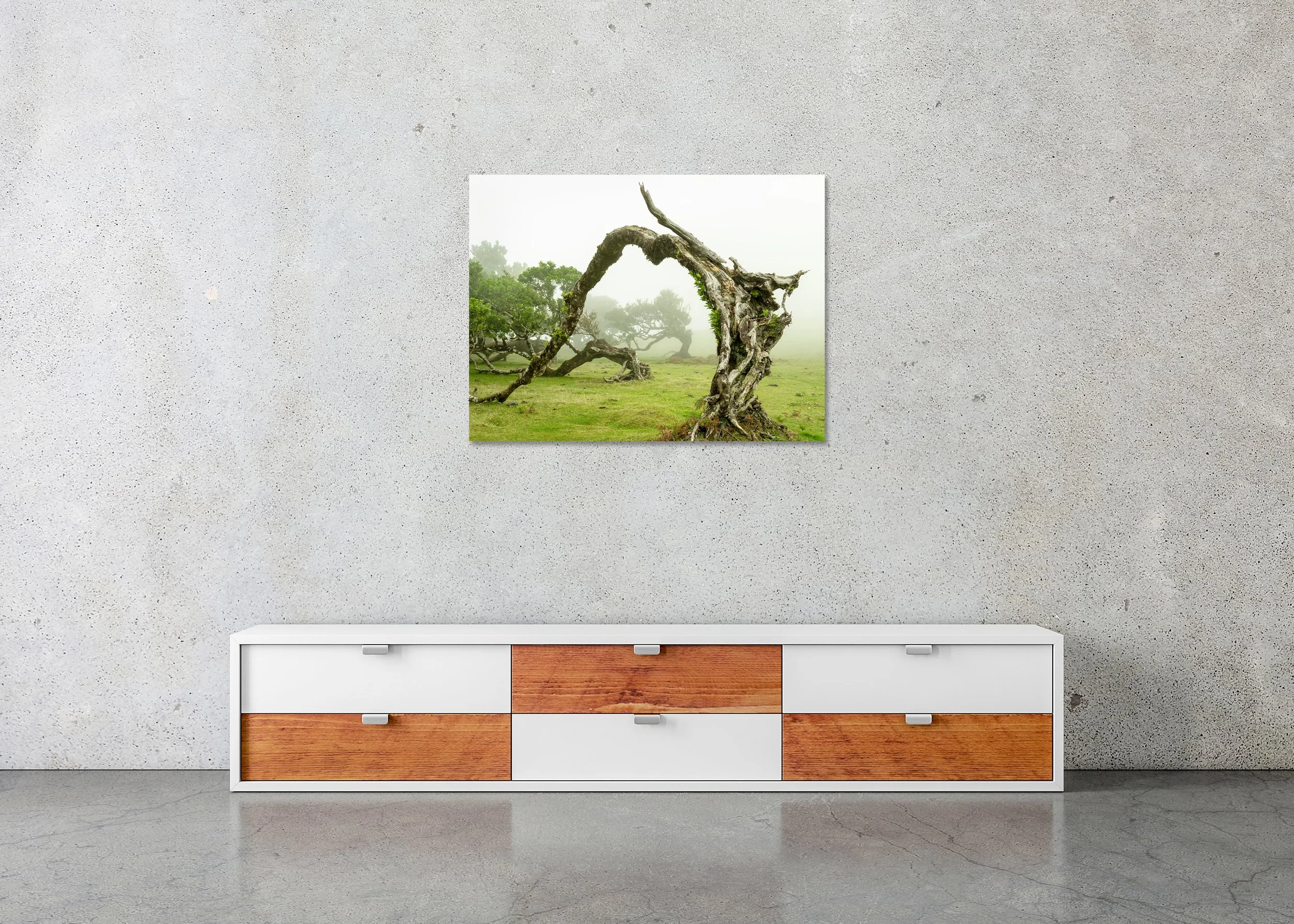 Twisted tree with an arched trunk in a misty green meadow, fog drifting among distant trees, photo print mounted to Dibond, frameless